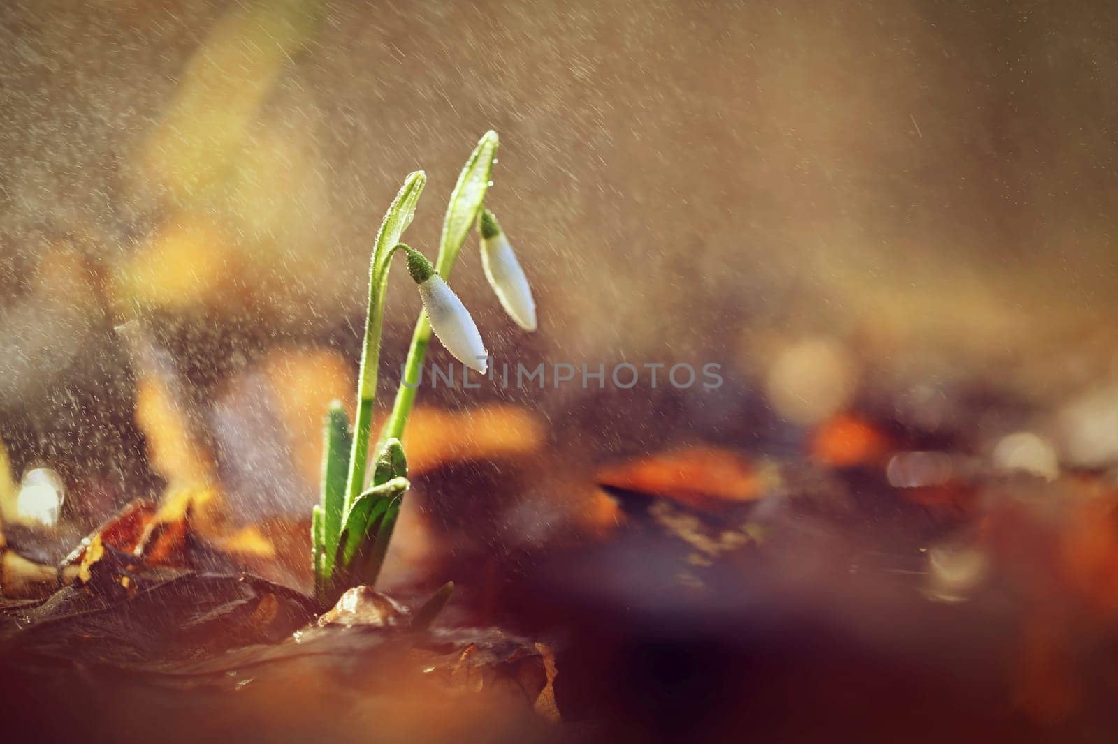 Spring colorful background with flower - plant. Beautiful nature in spring time. Snowdrop (Galanthus nivalis). Rain at sunset in the forest. by Montypeter