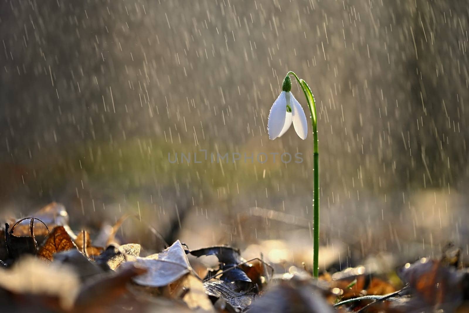 Spring colorful background with flower - plant. Beautiful nature in spring time. Snowdrop (Galanthus nivalis). Rain at sunset in the forest. by Montypeter