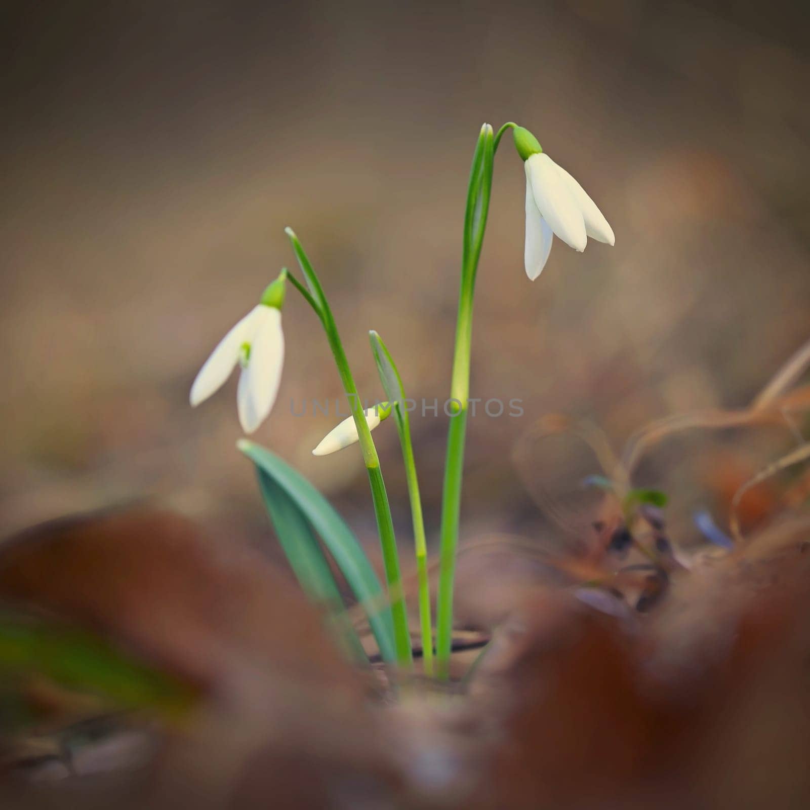 Snowdrops spring flowers. Beautifully blooming in the grass at sunset. Delicate Snowdrop flower is one of the spring symbols. (Amaryllidaceae - Galanthus nivalis)