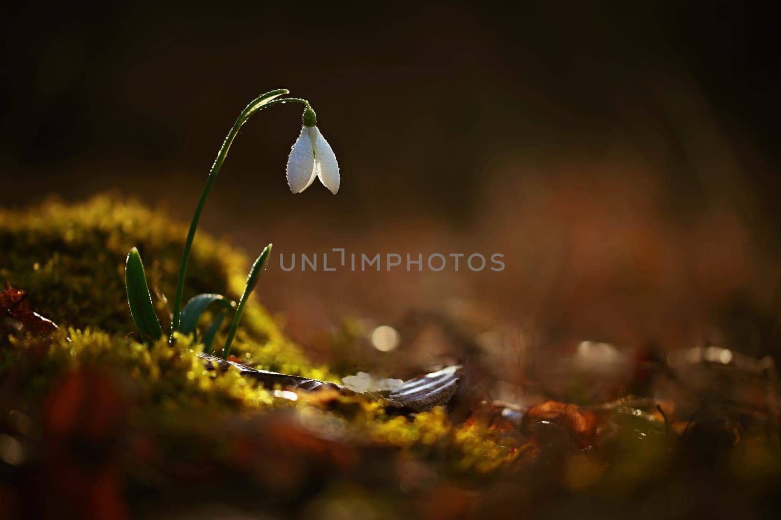 Snowdrops spring flowers. Beautifully blooming in the grass at sunset. Delicate Snowdrop flower is one of the spring symbols. (Amaryllidaceae - Galanthus nivalis)