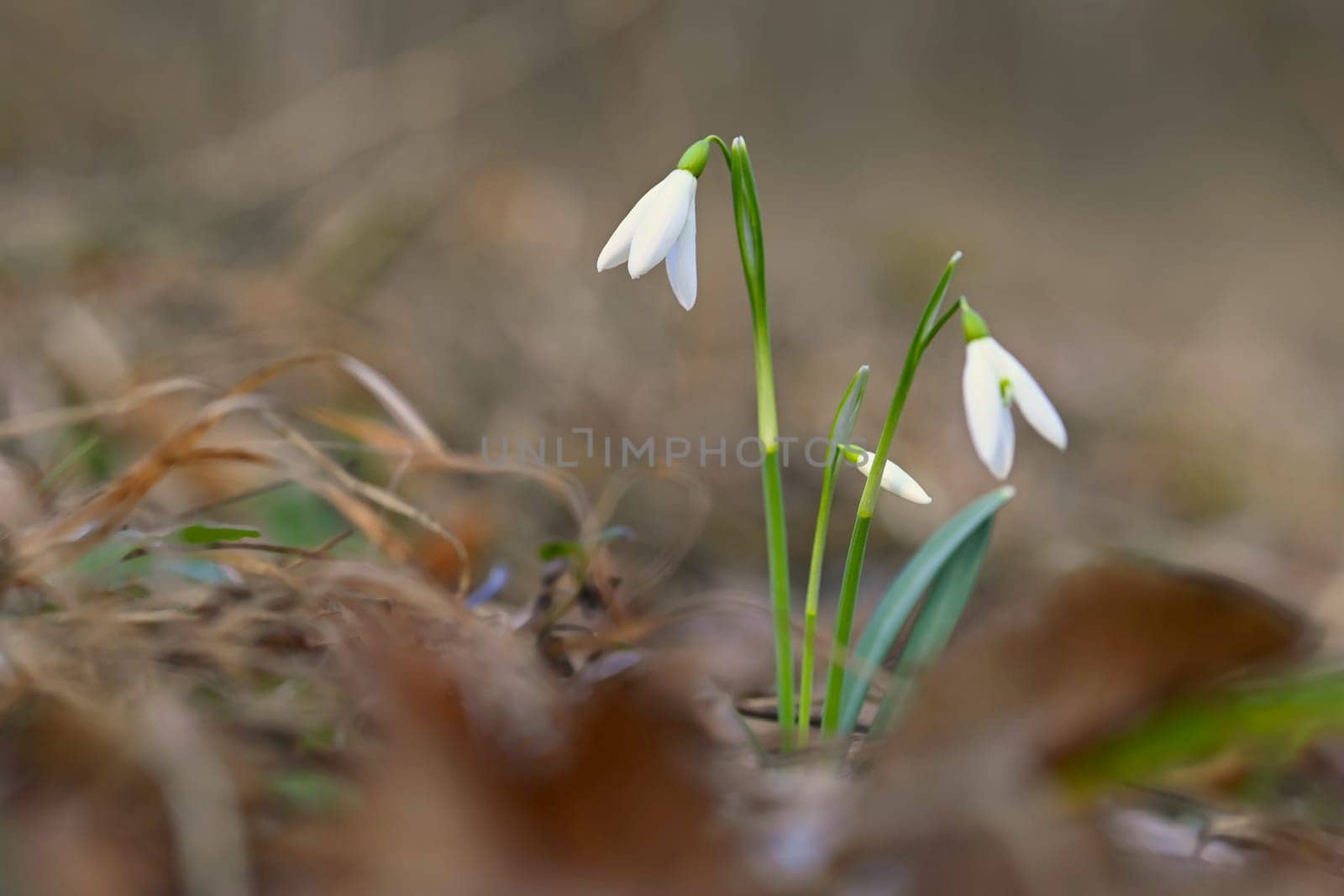 Snowdrops spring flowers. Beautifully blooming in the grass at sunset. Delicate Snowdrop flower is one of the spring symbols. (Amaryllidaceae - Galanthus nivalis) by Montypeter
