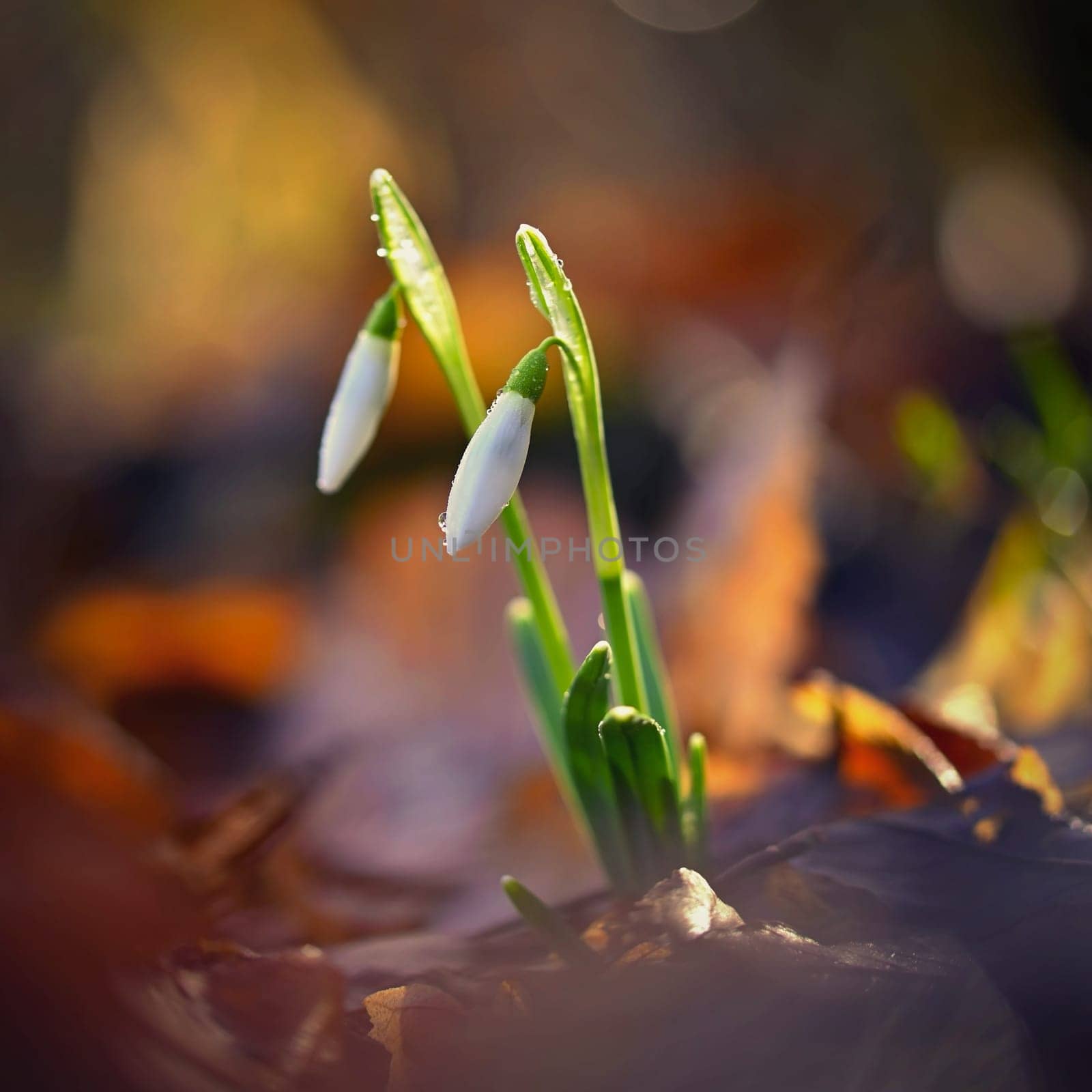 Snowdrops spring flowers. Beautifully blooming in the grass at sunset. Delicate Snowdrop flower is one of the spring symbols. (Amaryllidaceae - Galanthus nivalis) by Montypeter