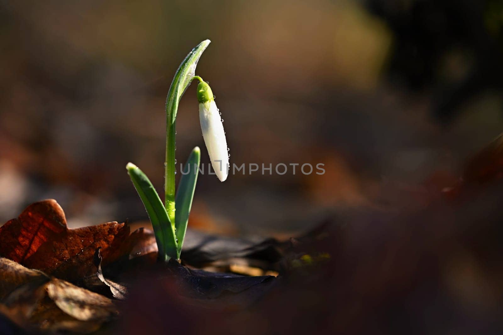 Snowdrops spring flowers. Beautifully blooming in the grass at sunset. Delicate Snowdrop flower is one of the spring symbols. (Amaryllidaceae - Galanthus nivalis)
