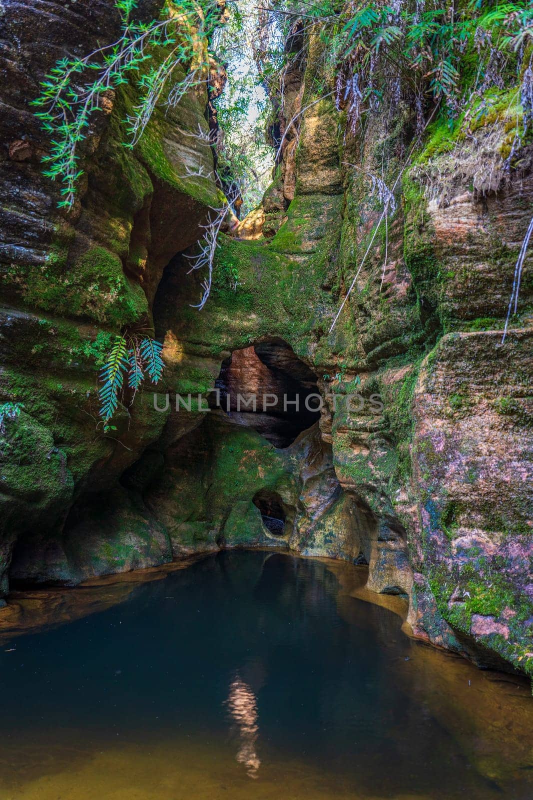 Secluded Natural Pool in a Forested Canyon Oasis by FerradalFCG