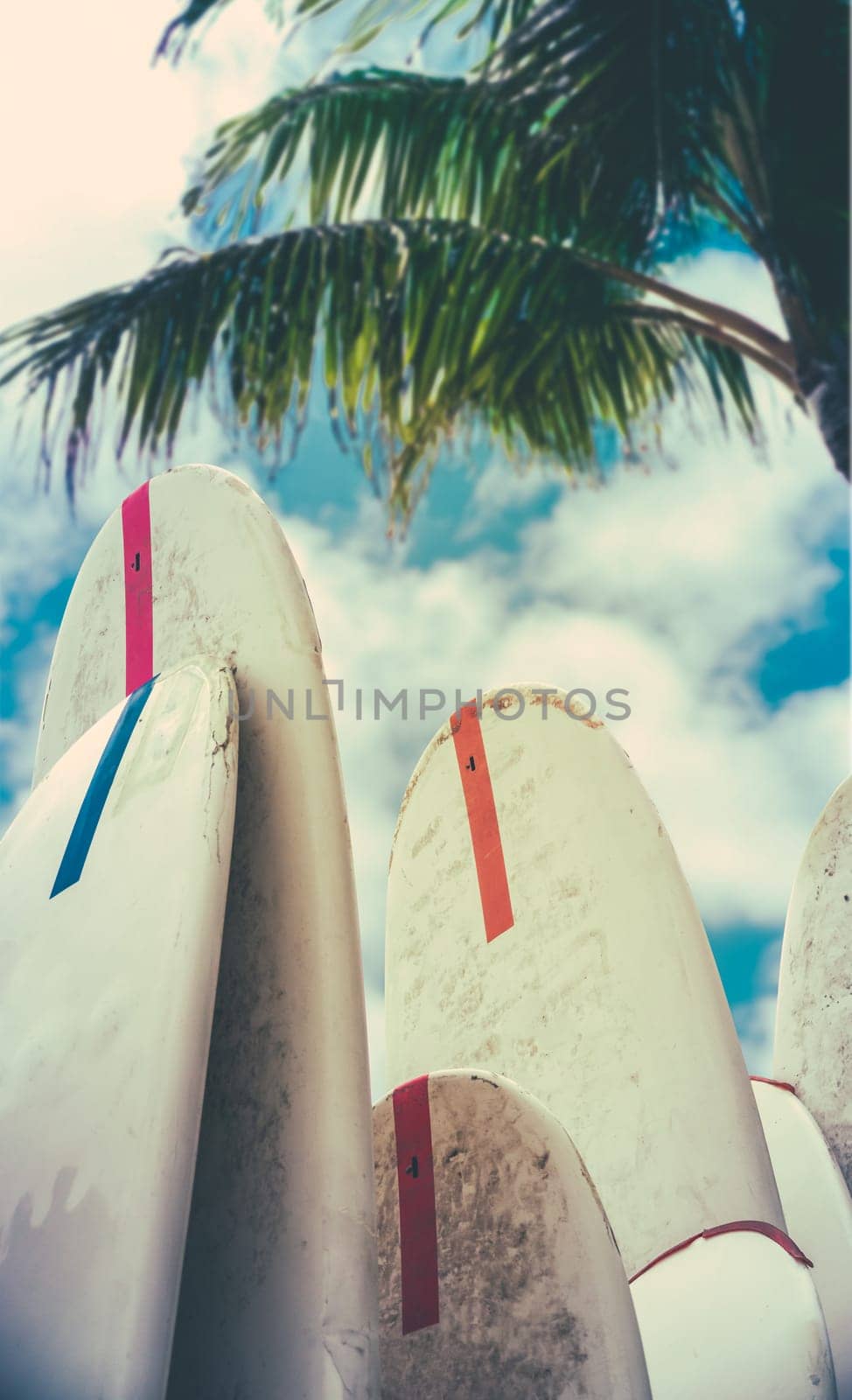 Surfboards In The Shade Of A Palm Tree On Waikiki Beach, Hawaii