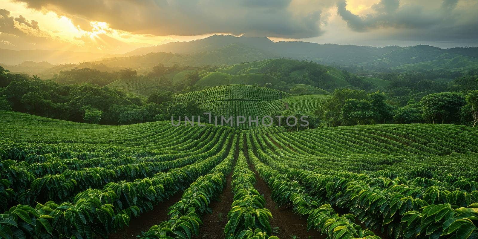Aerial view coffee plantation in Sao Paulo state - Brazil.