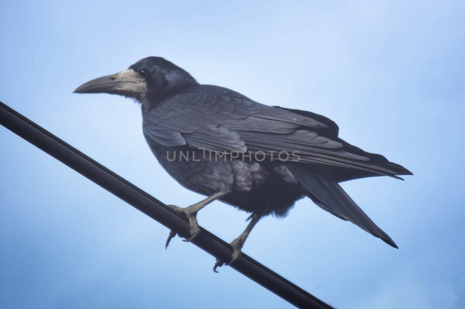 Close up view of a common raven Corvus corax by IaroslavBrylov