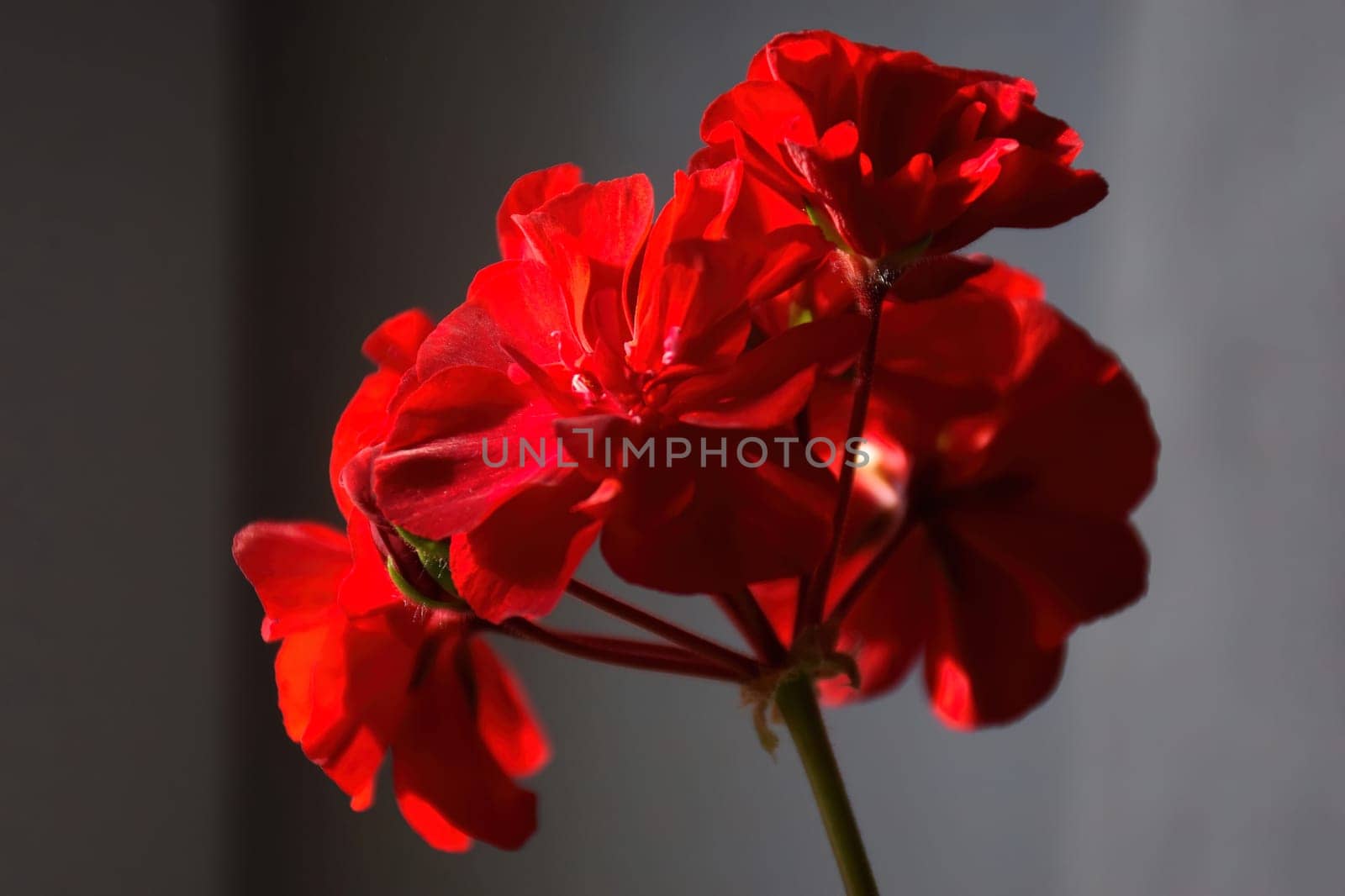 Field of Corn Poppy Flowers Papaver rhoeas by IaroslavBrylov