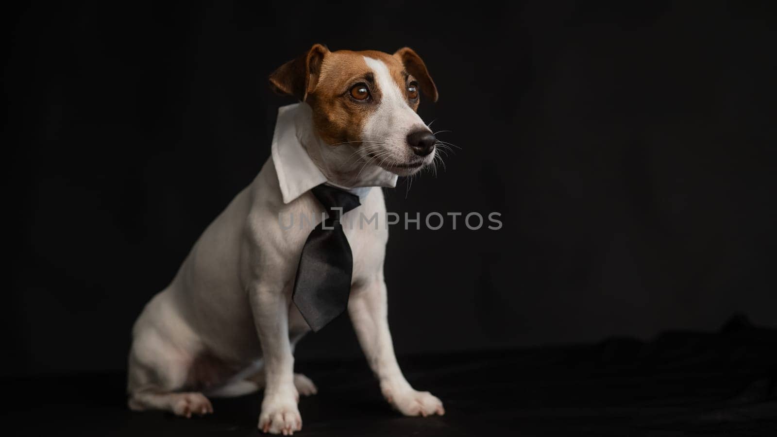 Jack Russell Terrier dog in a tie on a black background. Copy space. by mrwed54
