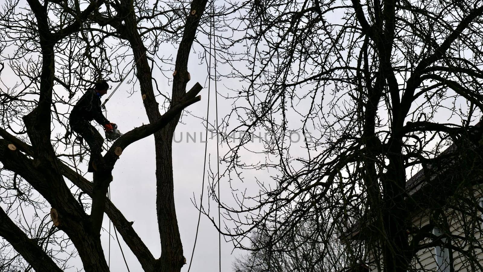 A person, man, arborist is chopping and cutting a tree in front of a house under the cloudy winter sky, altering the natural landscap