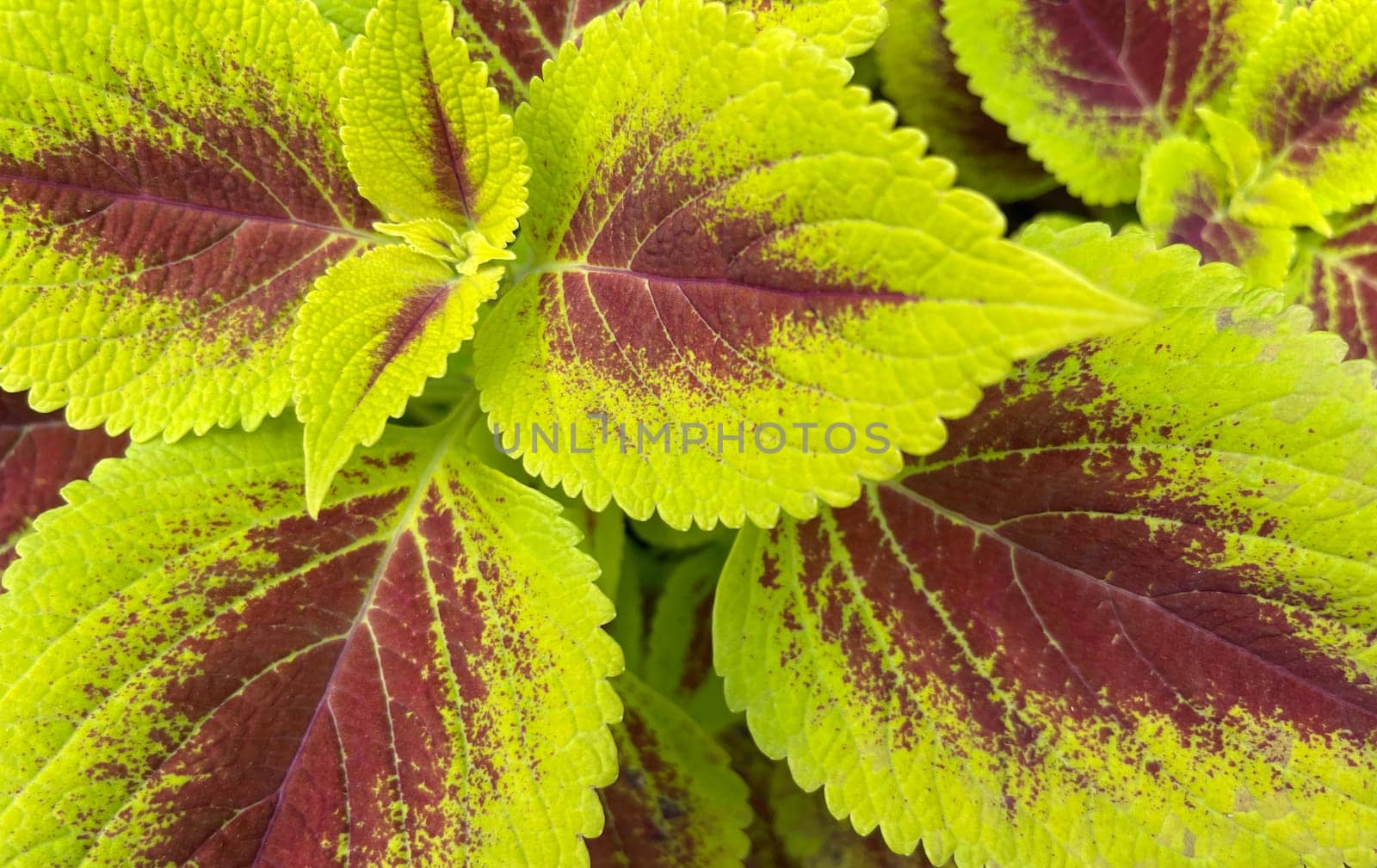 Coleus or painted nettle ornamental decorative leaves in summer flower beds in the garden by antoksena