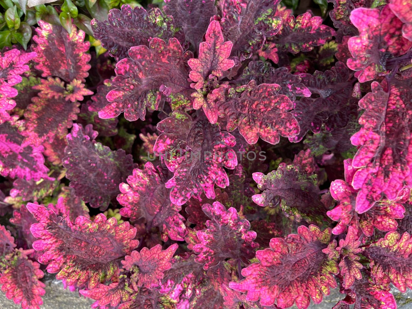 Coleus or painted nettle ornamental decorative leaves in summer flower beds in the garden growing lush and green and red