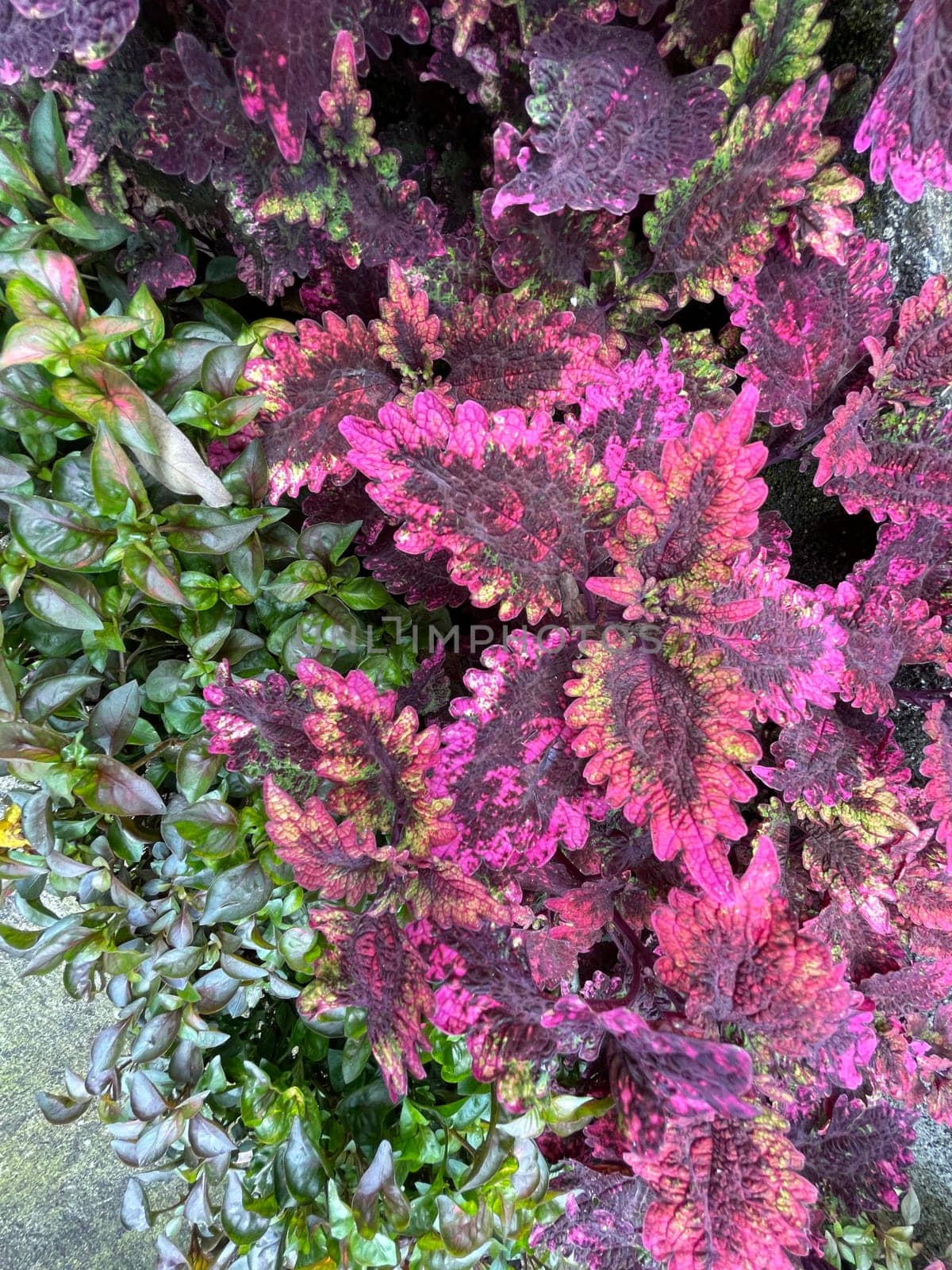 Coleus or painted nettle ornamental decorative leaves in summer flower beds in the garden growing lush and green and red