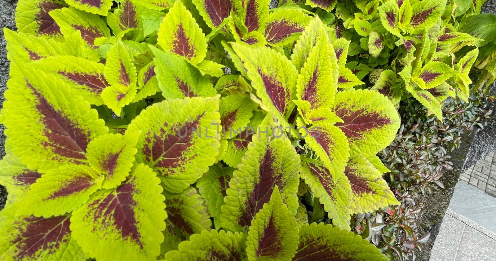 Coleus or painted nettle ornamental decorative leaves in summer flower beds in the garden by antoksena