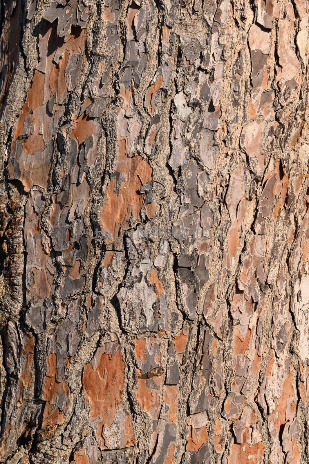 conifer bark as background 1 by Mixa74