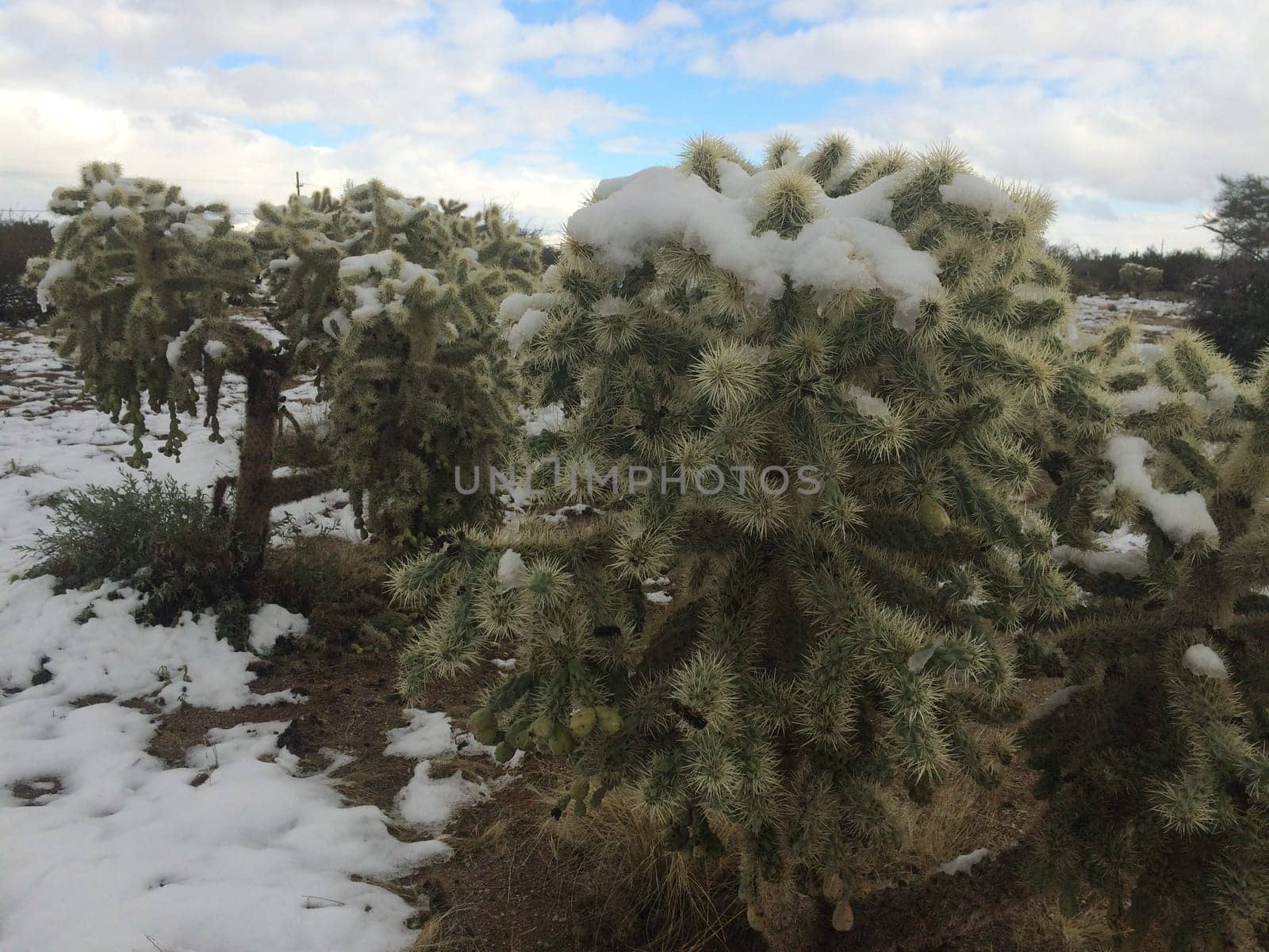 Cholla Cacti in Sonoran Desert after Snow Storm in Arizona. High quality photo