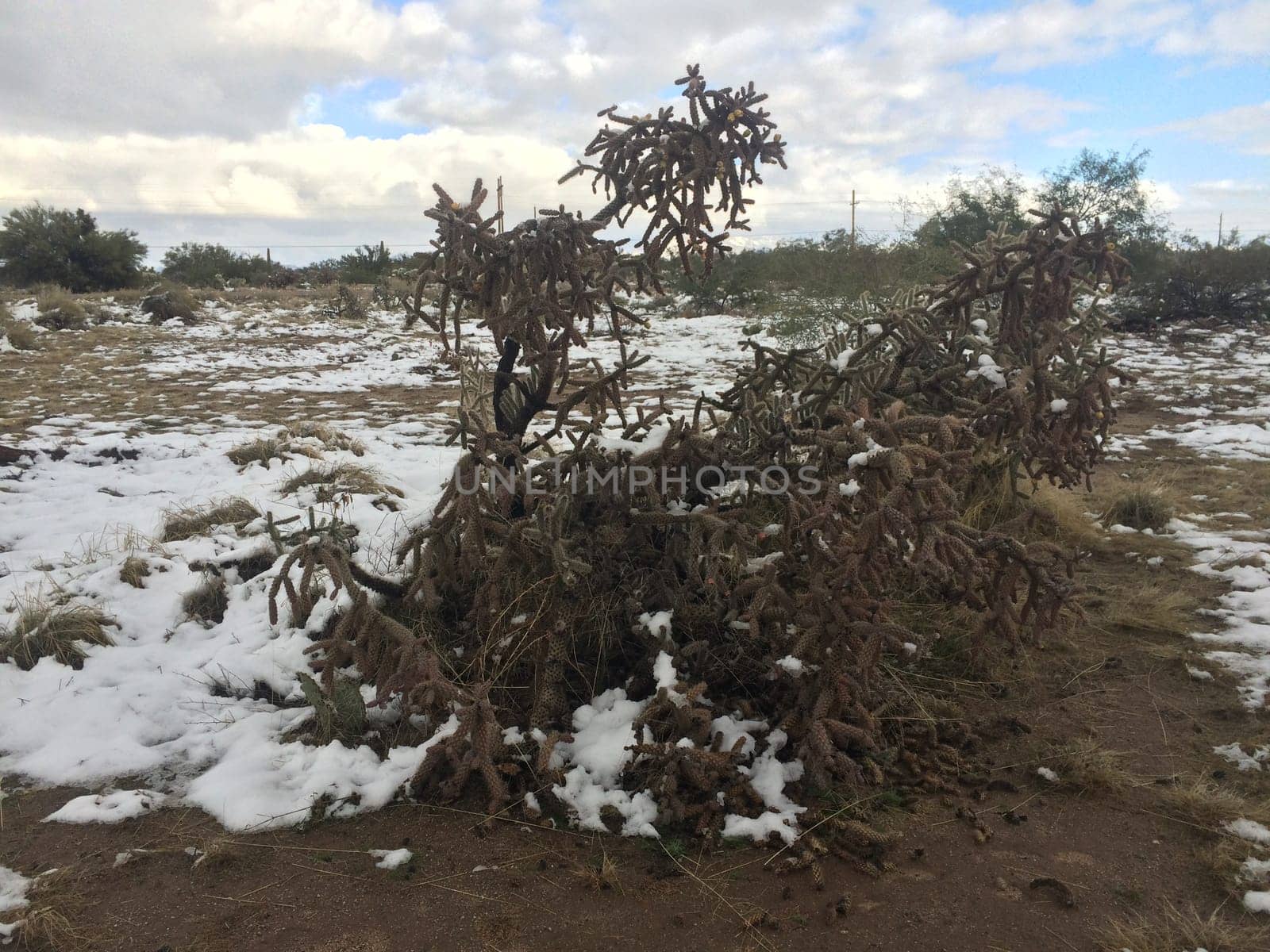 Cholla Cacti in Sonoran Desert after Snow Storm in Arizona. High quality photo