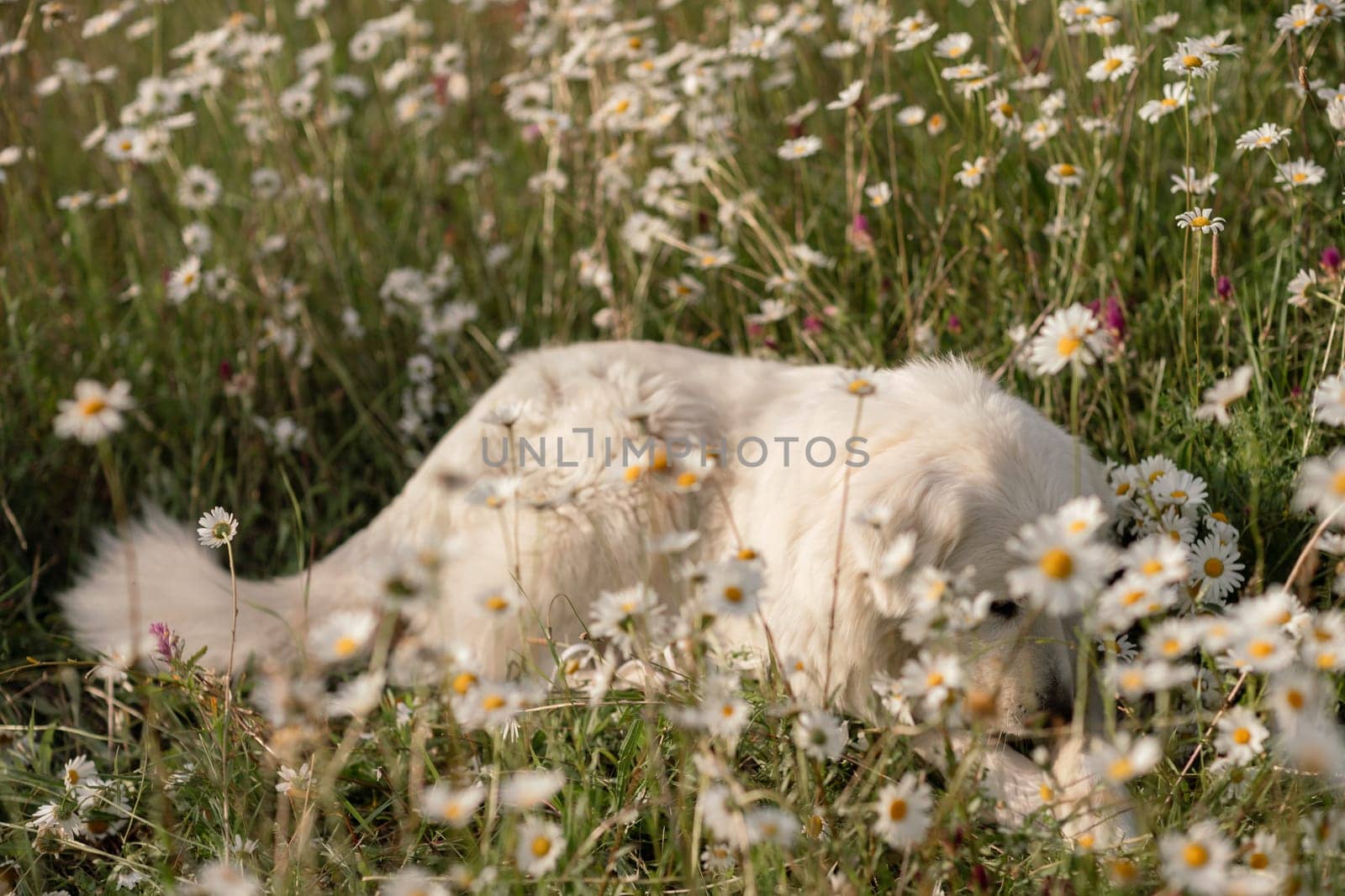 Daisies white dog Maremma Sheepdog in a wreath of daisies sits on a green lawn with wild flowers daisies, walks a pet. Cute photo with a dog in a wreath of daisies