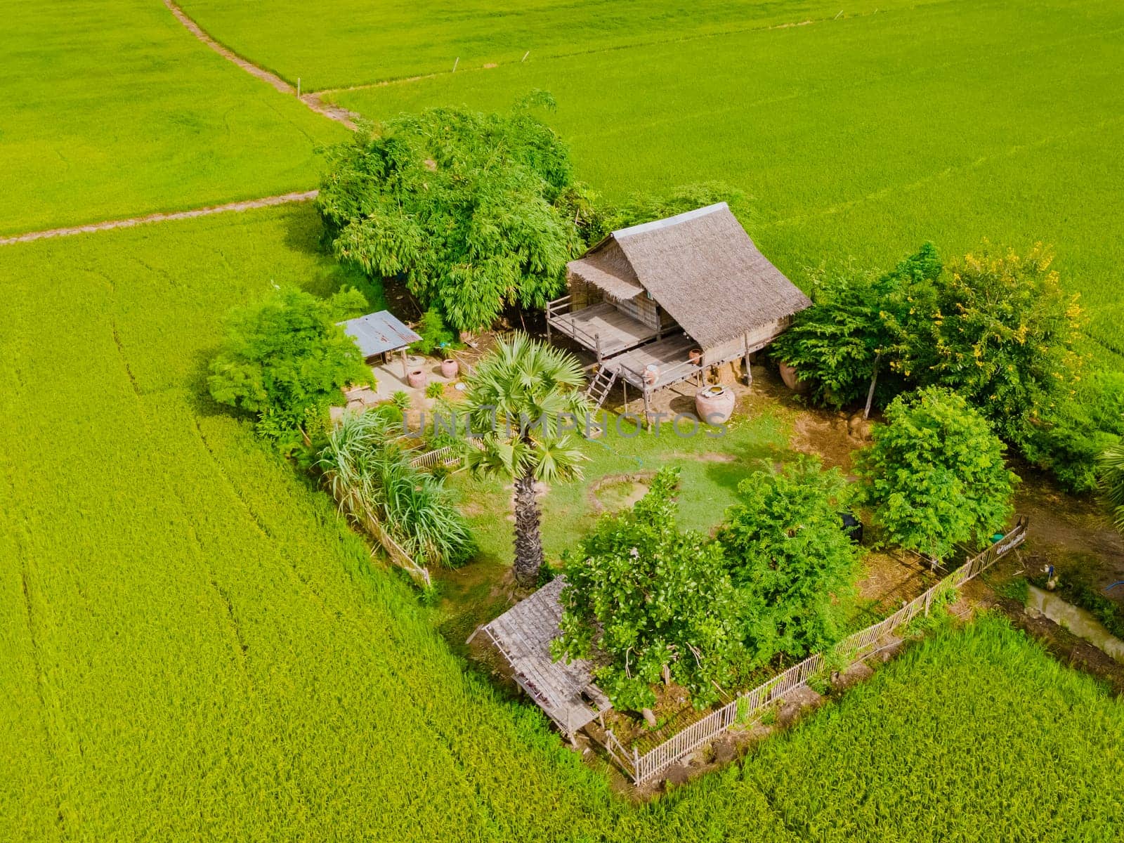 Bamboo hut homestay farm with Green rice paddy fields in Central Thailand Suphanburi region, top view drone aerial view of green rice fields in Thailand