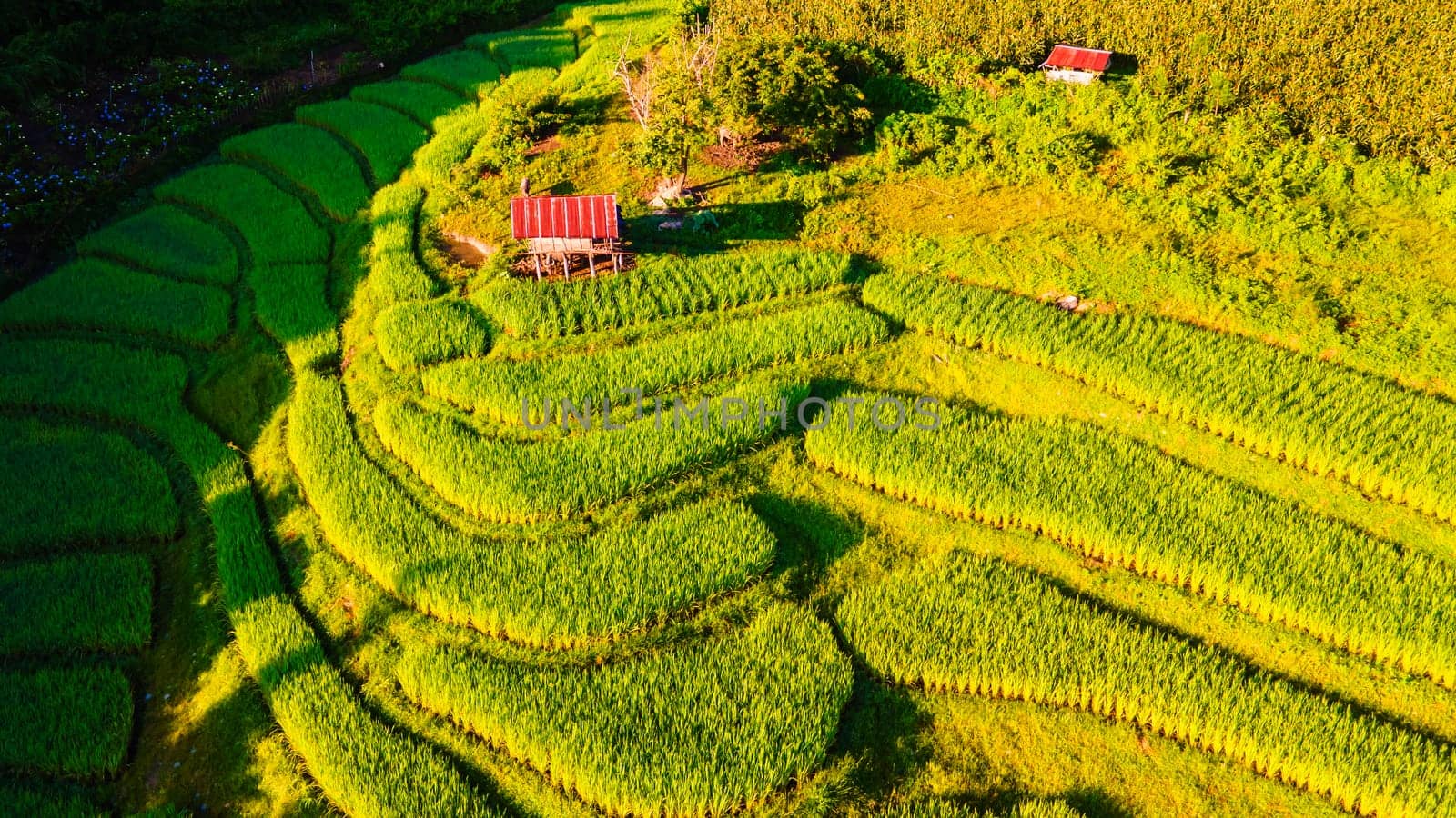 top view at the green Terraced Rice Field in Chiangmai Thailand, Pa Pong Piang rice terraces, green rice paddy fields during the rain season, curved rice field in the mountains