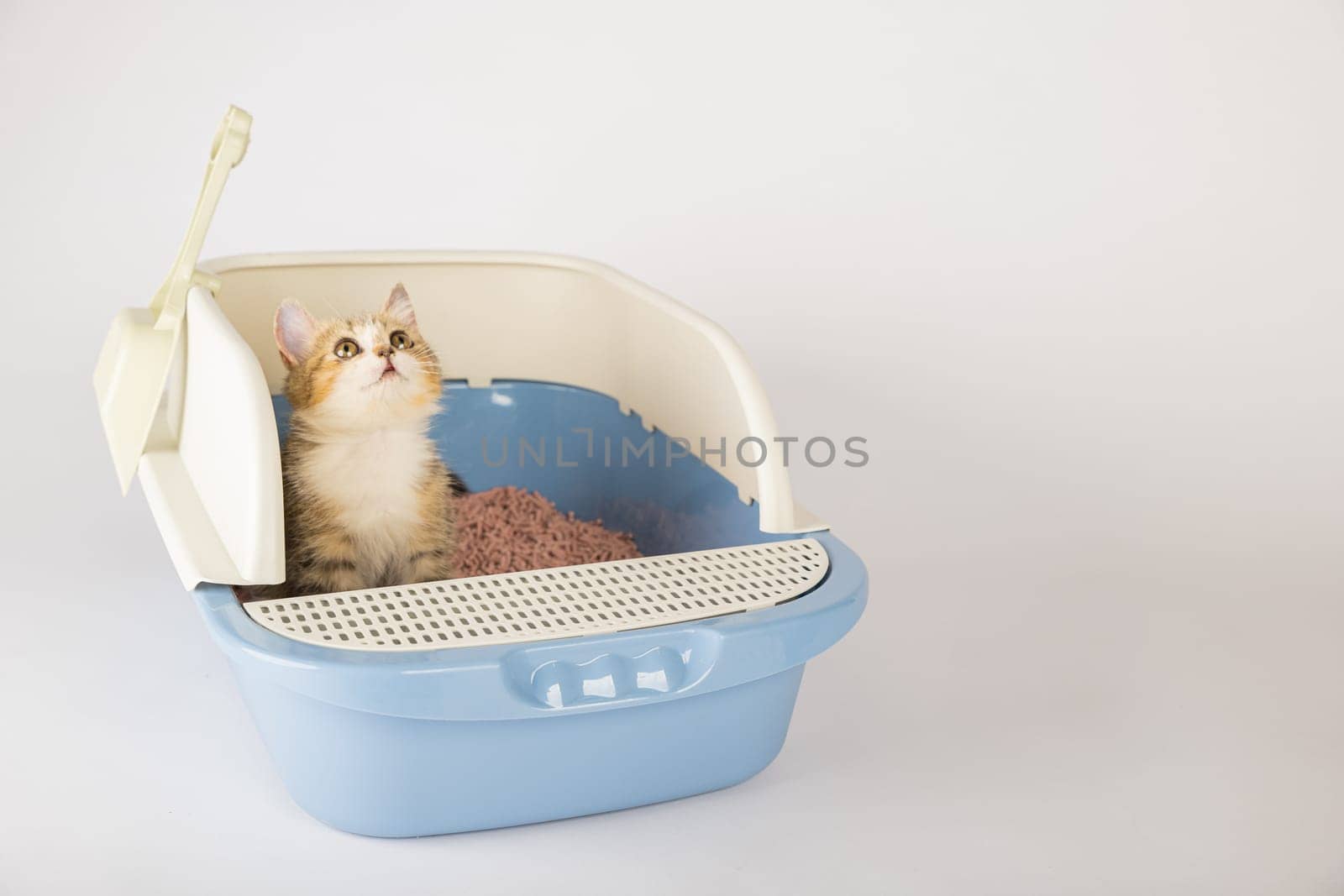 The cat's hygiene and care are in focus as it occupies a litter box in isolation. The cat tray on a clean white background serves as the designated toilet for this feline.