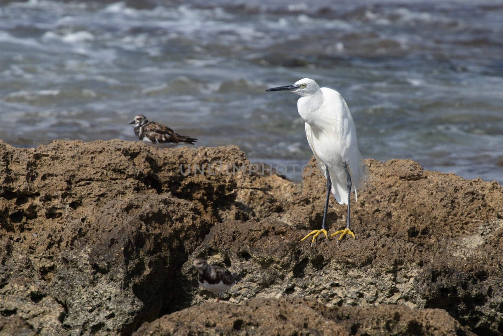 Heron on the Mediterranean coast. High quality photo