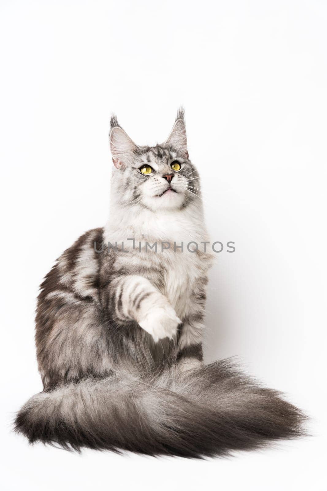 Playful American Forest Cat sitting with one paw raised and looking up. Studio shot kitten on white background. Part of series photos of thoroughbred kitty black silver classic tabby and white color.