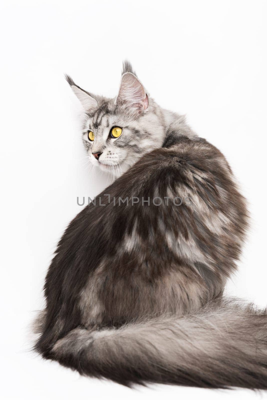 Angry American Longhair Maine Coon Cat sitting with its back, turned head and looking to side. Part of series photos of domestic thoroughbred kitty black silver classic tabby and white color.