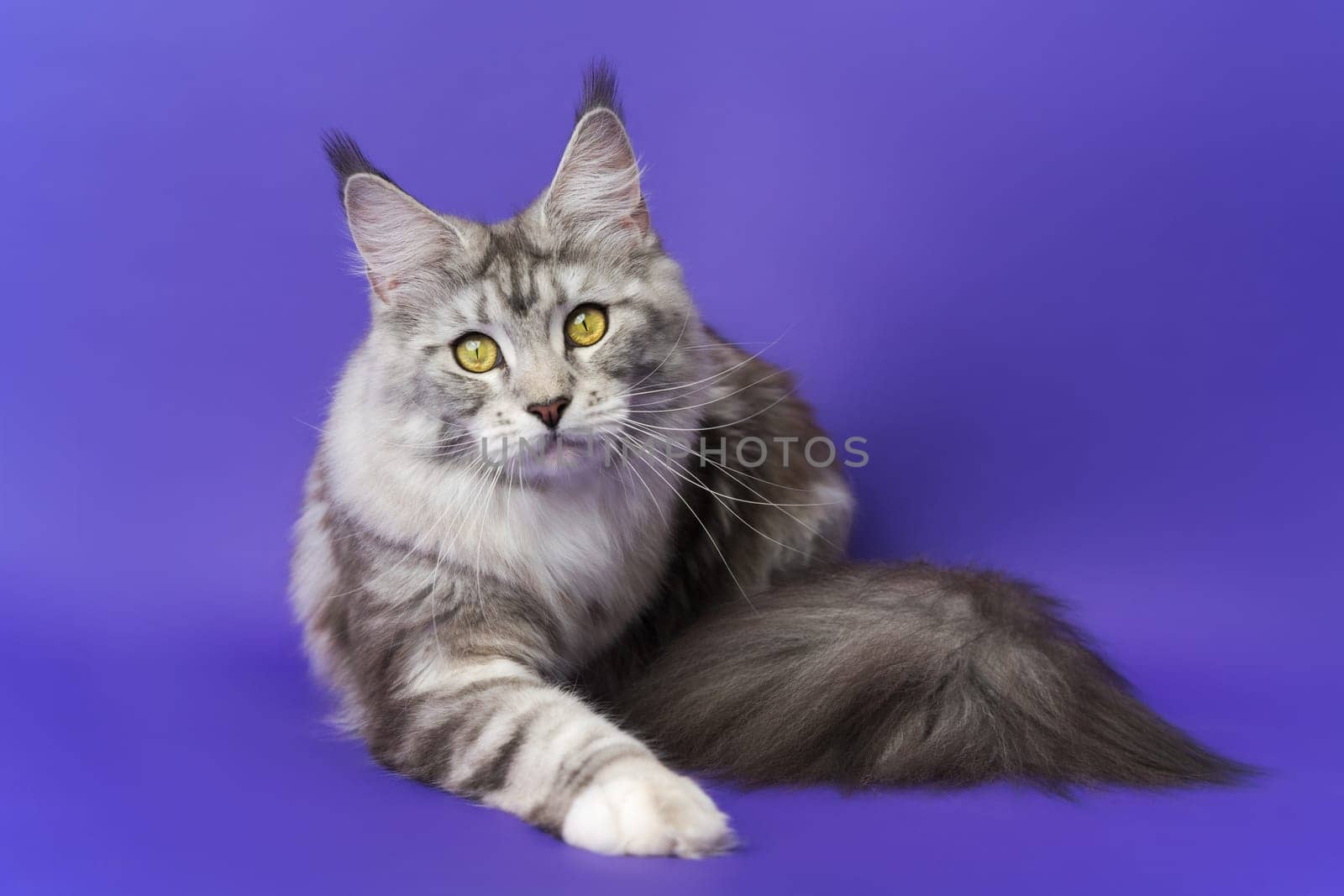 Portrait of Maine Shag Cat with yellow eyes lying down on blue background and looking at camera. Part of series photos of kitten Maine Coon one year old black silver classic tabby and white color