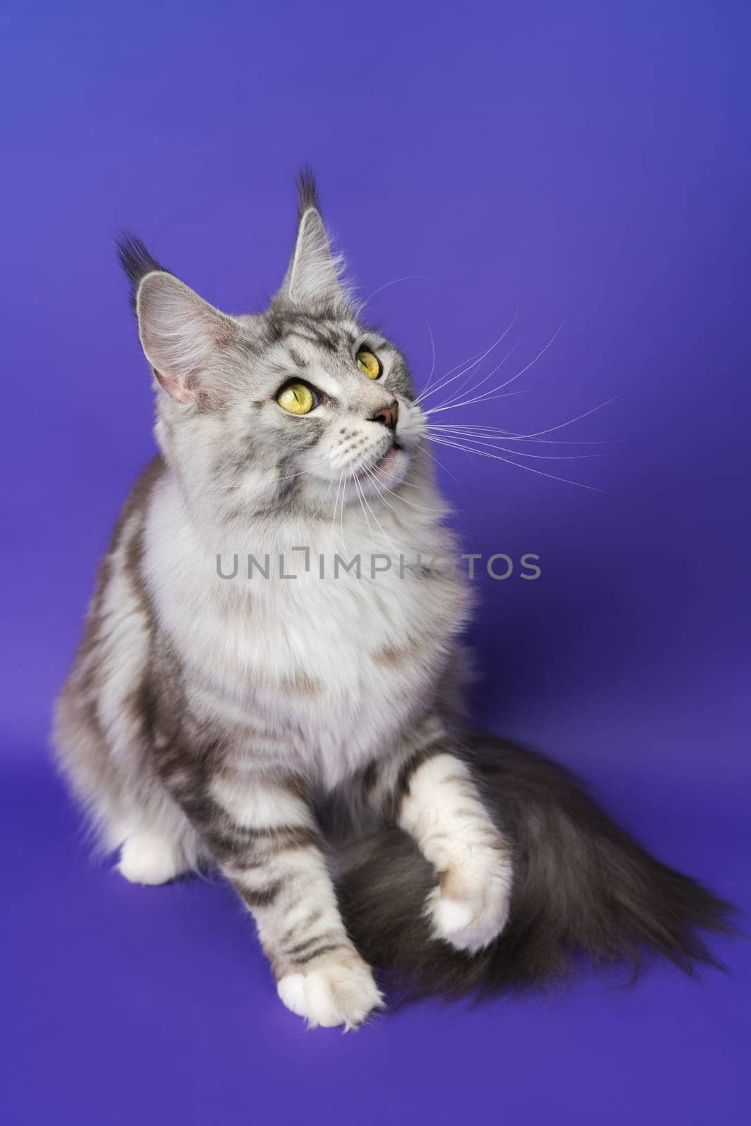 Playful Longhair Maine Coon Cat with yellow eyes sitting with one paw raised and looking up. Studio shot on blue background. Part of series photos of kitten black silver classic tabby and white color