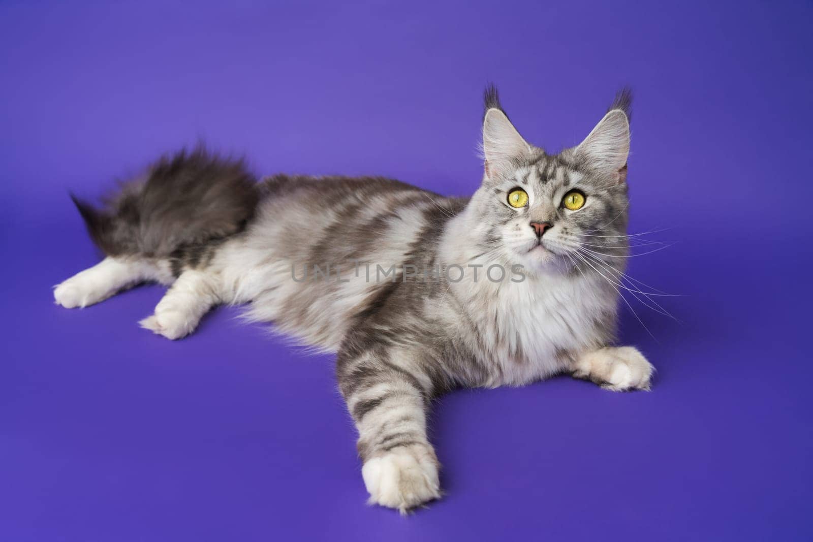 High angle view of American Forest Cat black silver classic tabby and white color lying down on blue background, looking at camera. Part of series of photos cute kitten one year old with yellow eyes