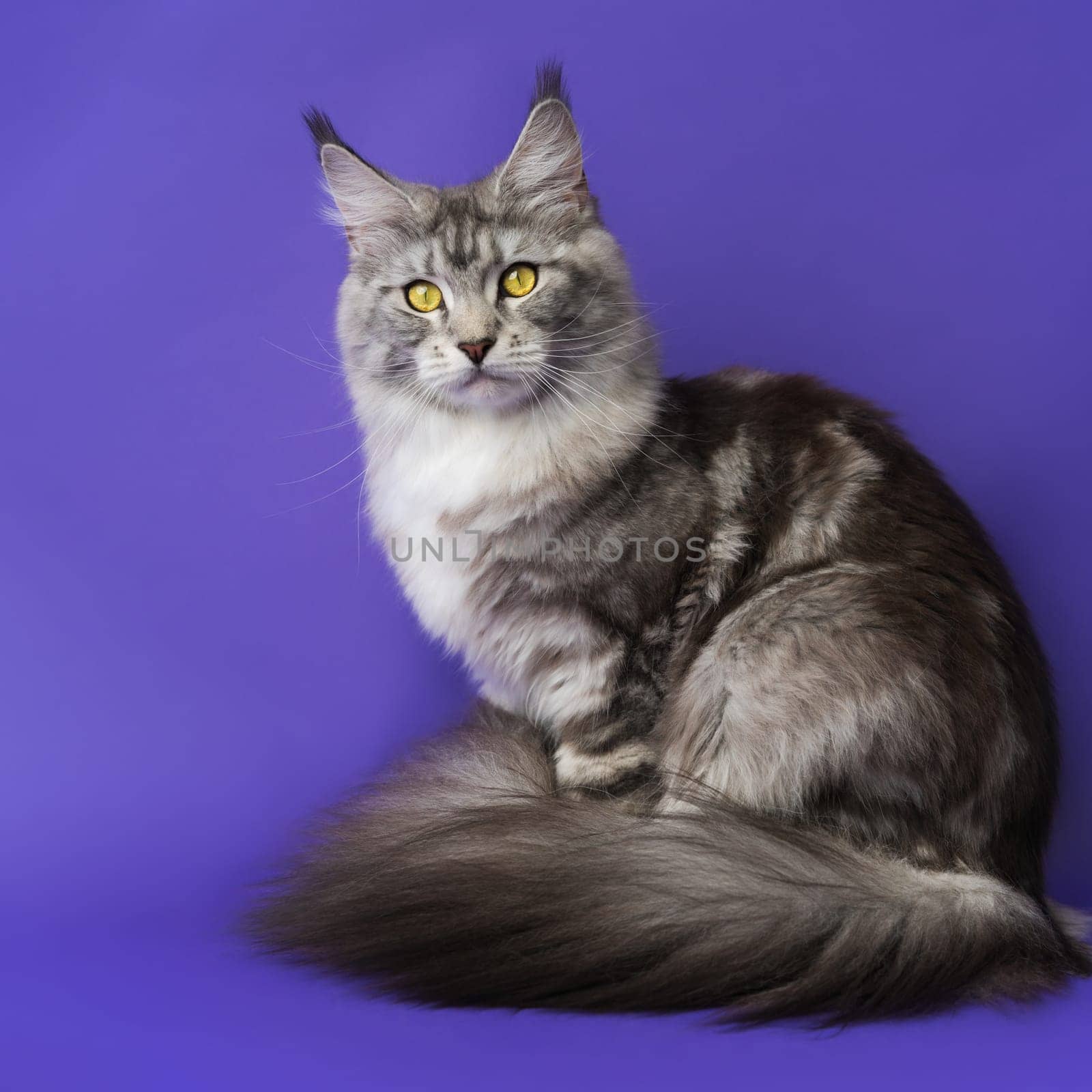 Square format view of Longhair Maine Coon Cat with yellow eyes looking at camera on blue background. Purebred kitten one year old black silver classic tabby white color meekly sitting indoors.