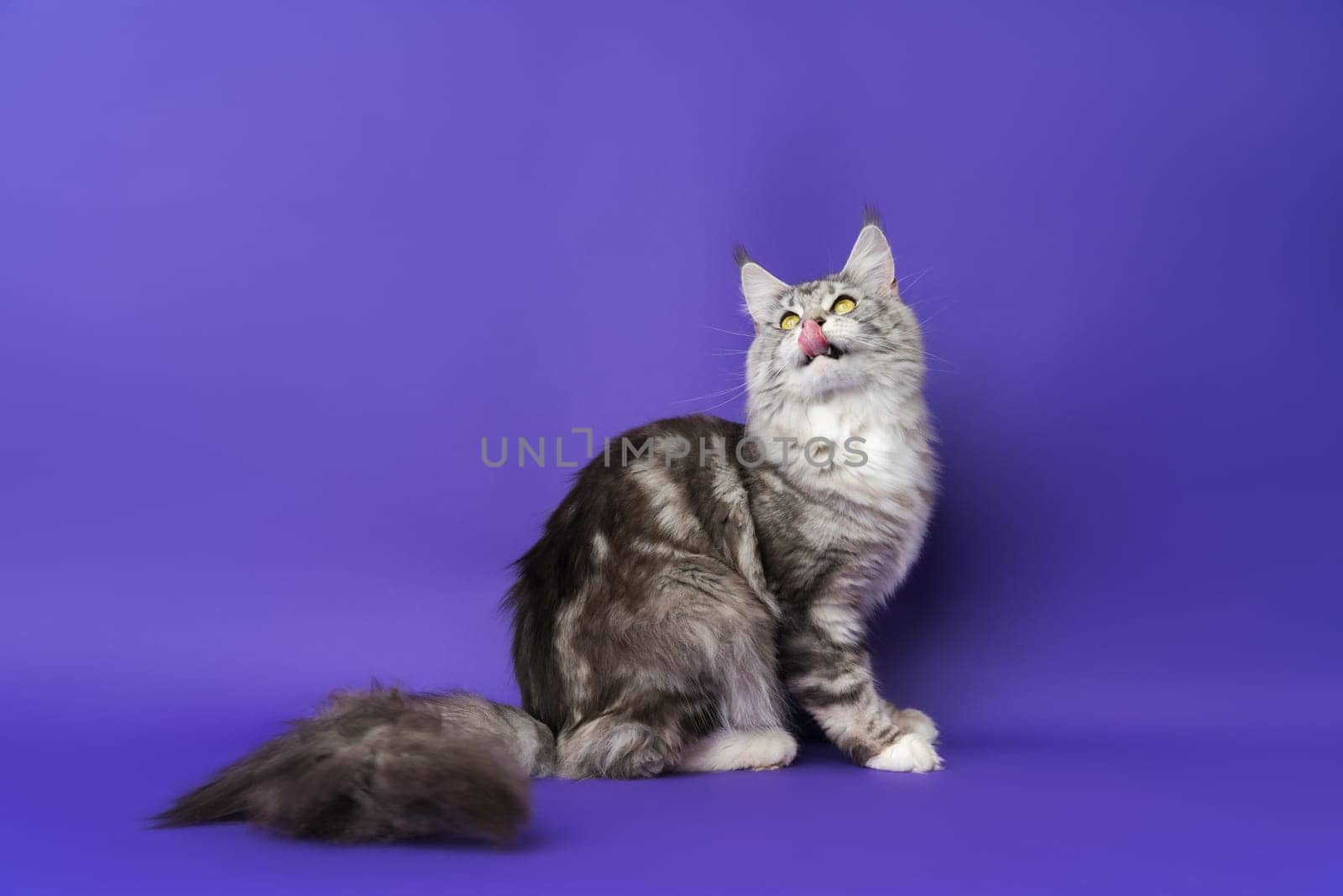 Longhair Maine Coon Cat with tongue sticking out licks lips and throws back head looking up. Part of series photos of kitten black silver classic tabby and white color. Studio shot on blue background
