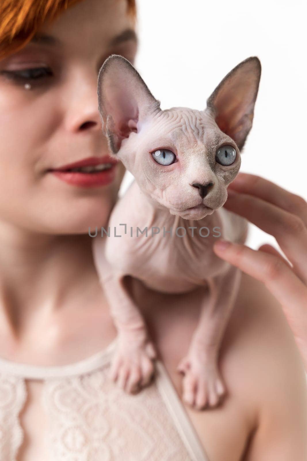 Sphynx Hairless kitten blue mink and white color sitting on shoulder of young woman. Close-up, studio shot on white background. Selective focus on foreground, shallow depth of field. Part of series.