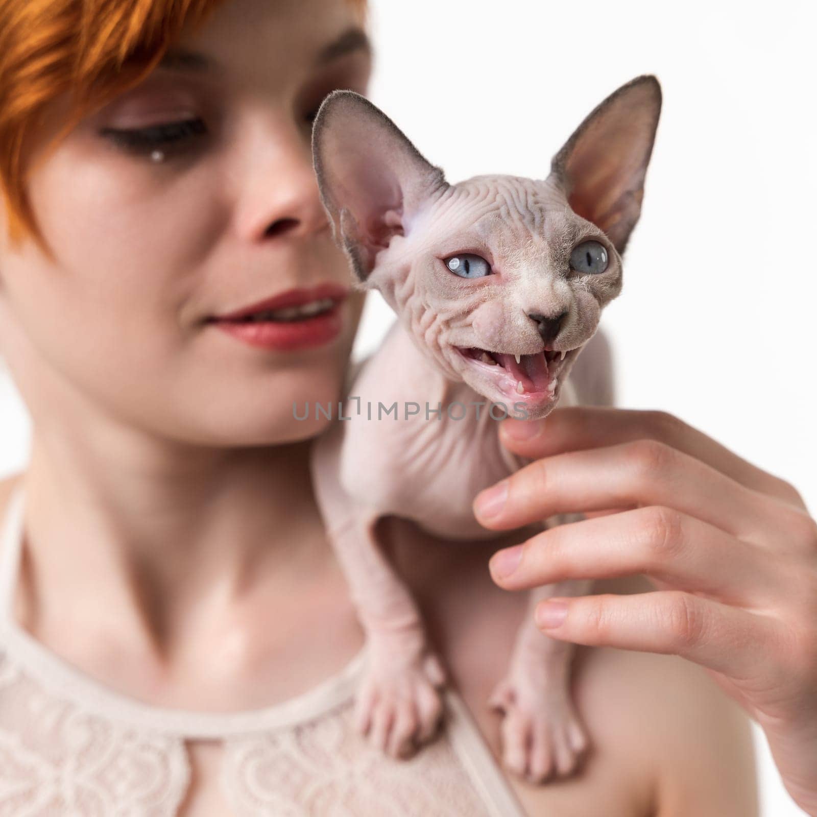 Sphynx Hairless kitten meowing, sitting on shoulder of redhead young woman. Close-up view by Alexander-Piragis