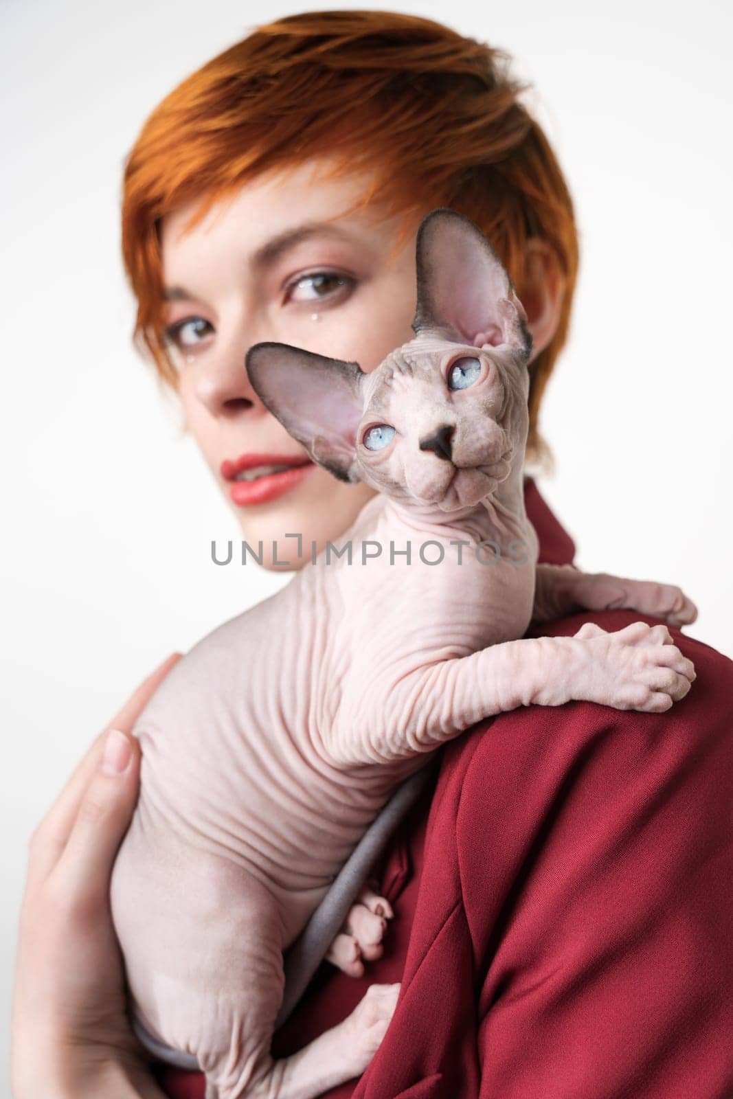 Playful Sphynx Hairless kitten looking up, sitting on shoulder redhead young woman with short hair. Selective focus on domestic cat, shallow depth of field. Studio shot, white background. Part series