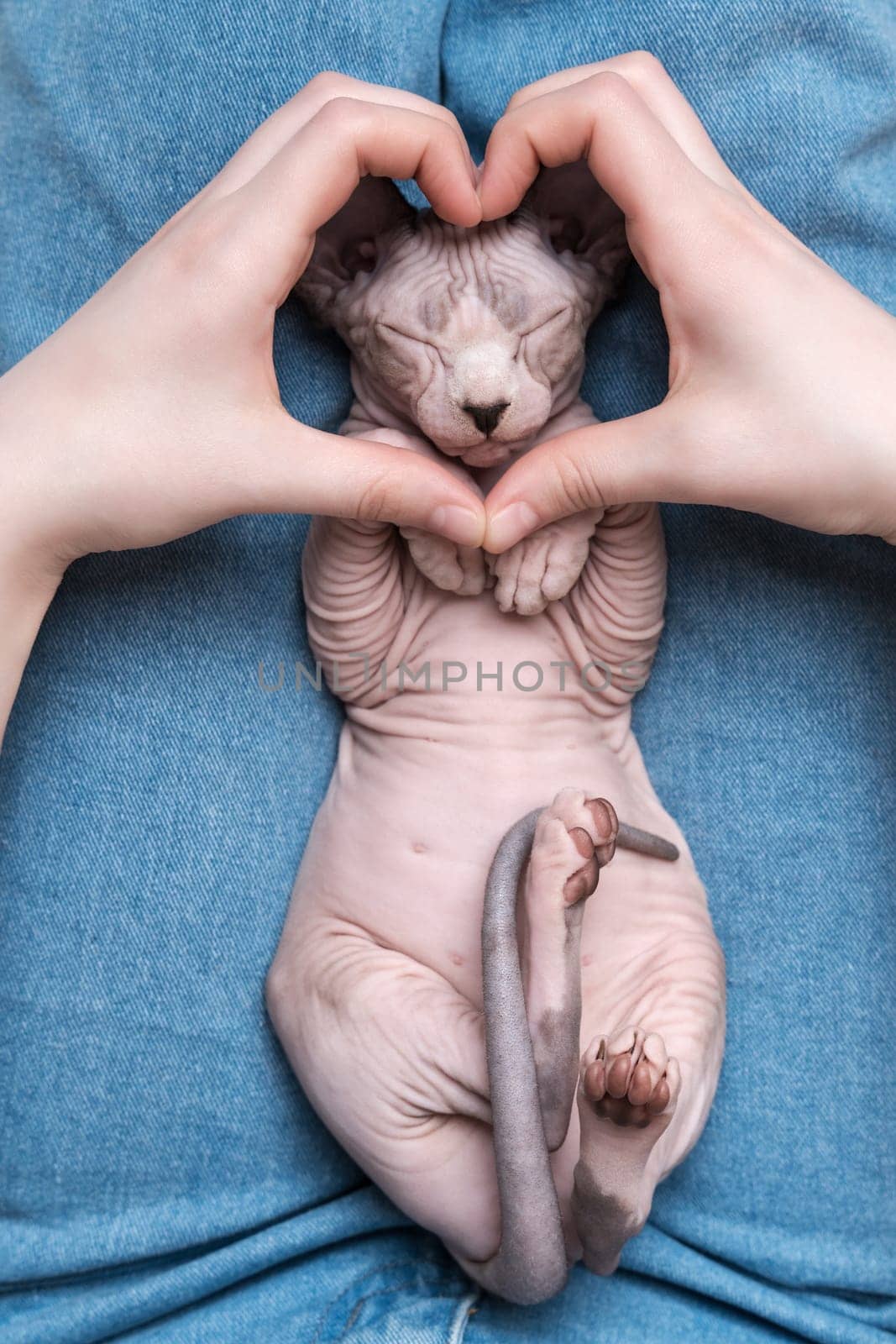 Two female hands making sign Heart by fingers in front of muzzle of sleeping kitten Canadian Sphynx Cat lying on its back on blue jeans.