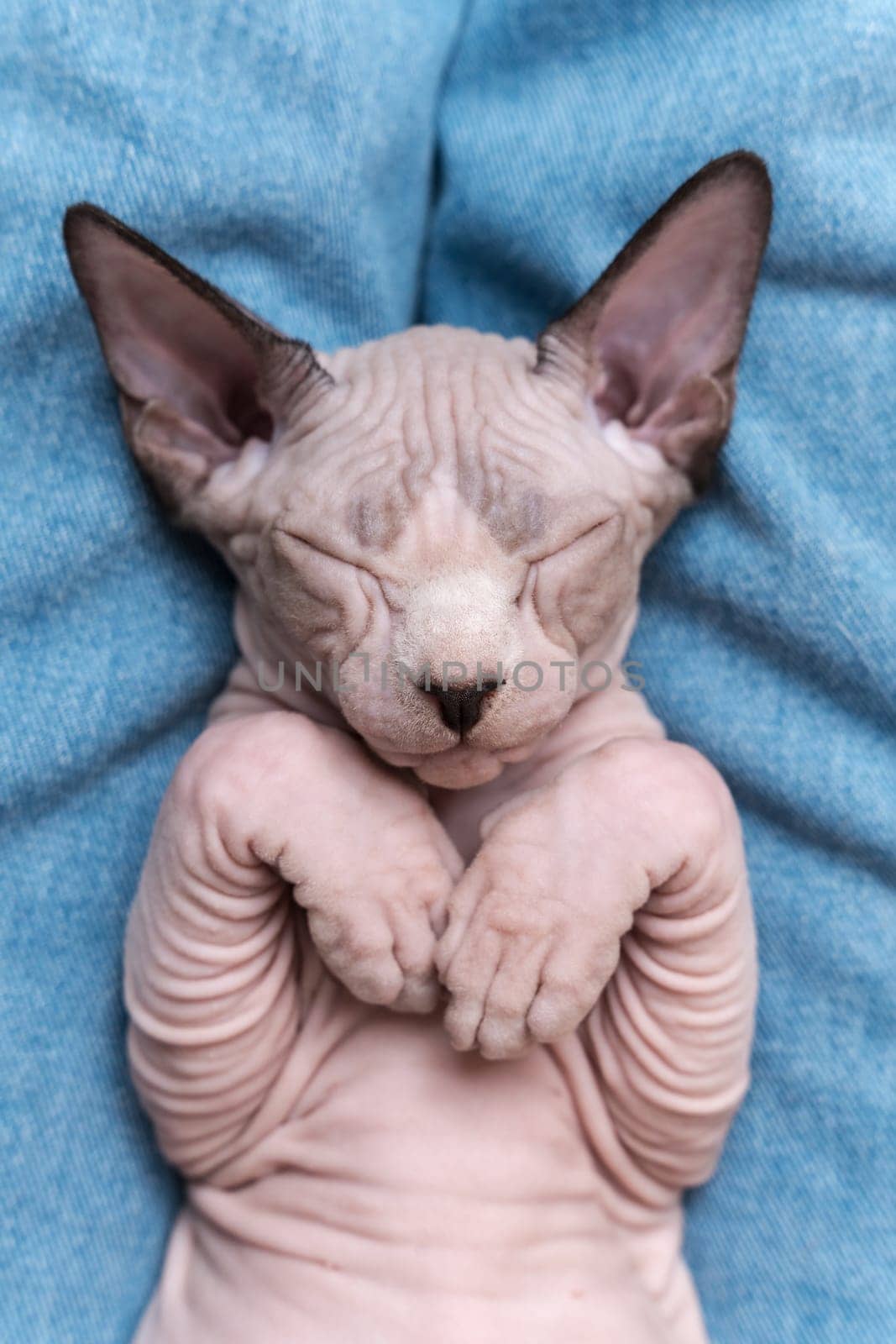 Canadian Sphynx Cat blue mink and white color with closed eyes, sleeping lying down on his back on blue jeans. Close-up from above. Selective focus on muzzle of kitten, shallow depth of field.