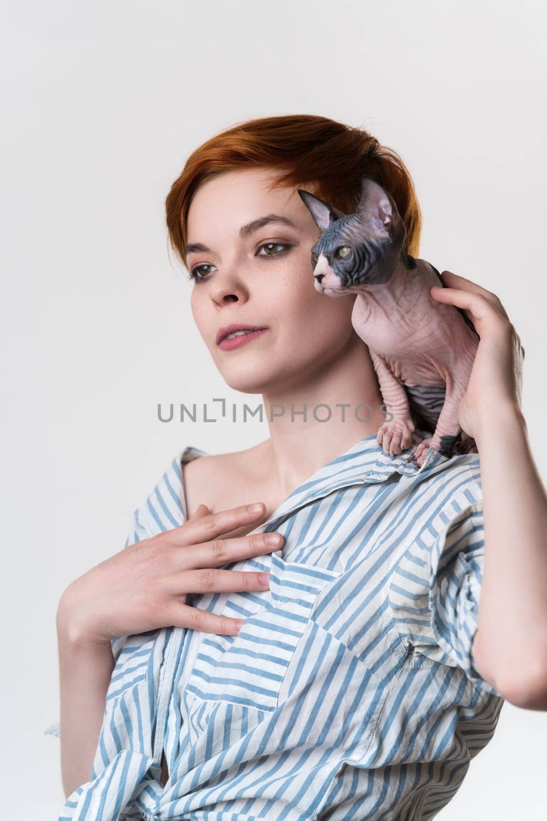 Canadian Sphynx Cat sitting on shoulder of redhead young woman. Hipster female with short hair dressed in striped white-blue casual shirt. Studio shot on white background. Part series. Selective focus