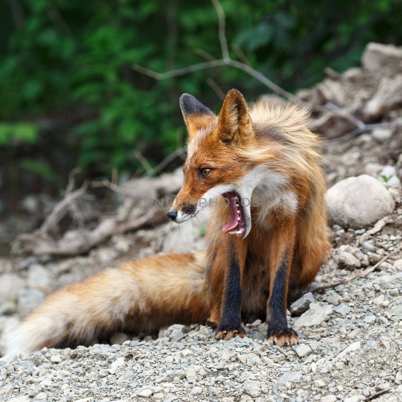Wild nature of Kamchatka: beautiful red fox with open mouth. Russia, Far East, Kamchatka Peninsula.