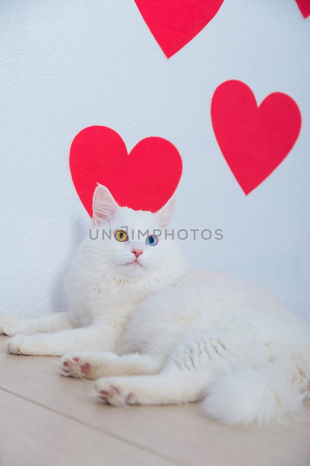 A white fluffy Angora cat with multicolored eyes lies impressively against the background of hearts