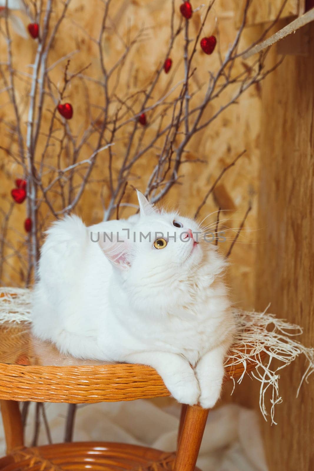 A white fluffy Angora cat with multicolored eyes lies on the table and looks up