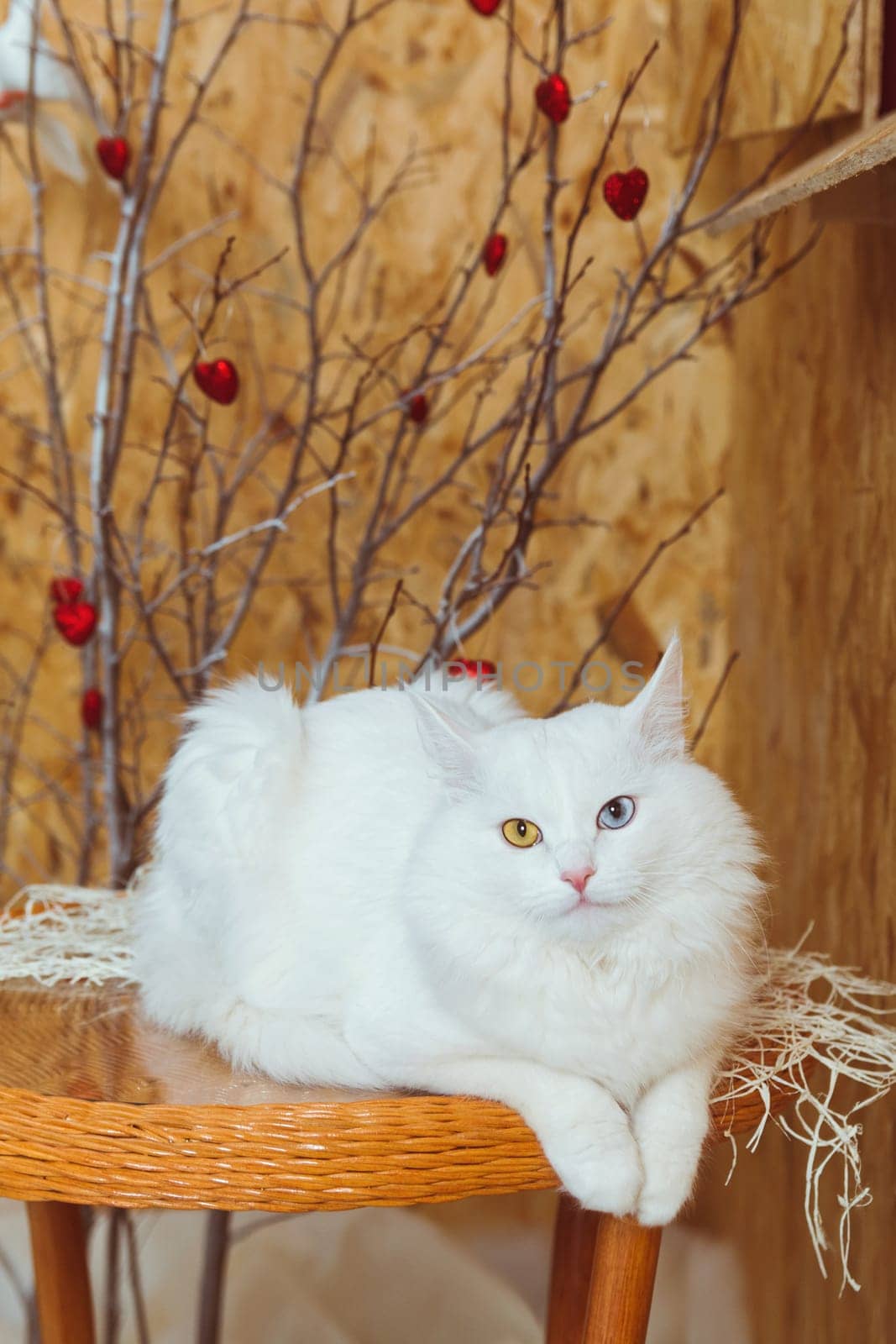 A white fluffy Angora cat with multicolored eyes lies on the table against a background of a tree decorated with hearts by ElenaNEL