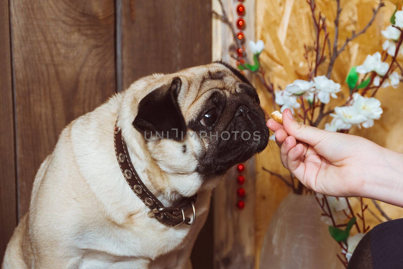 A pug dog sniffs a bagel in a woman's hands in close-up by ElenaNEL