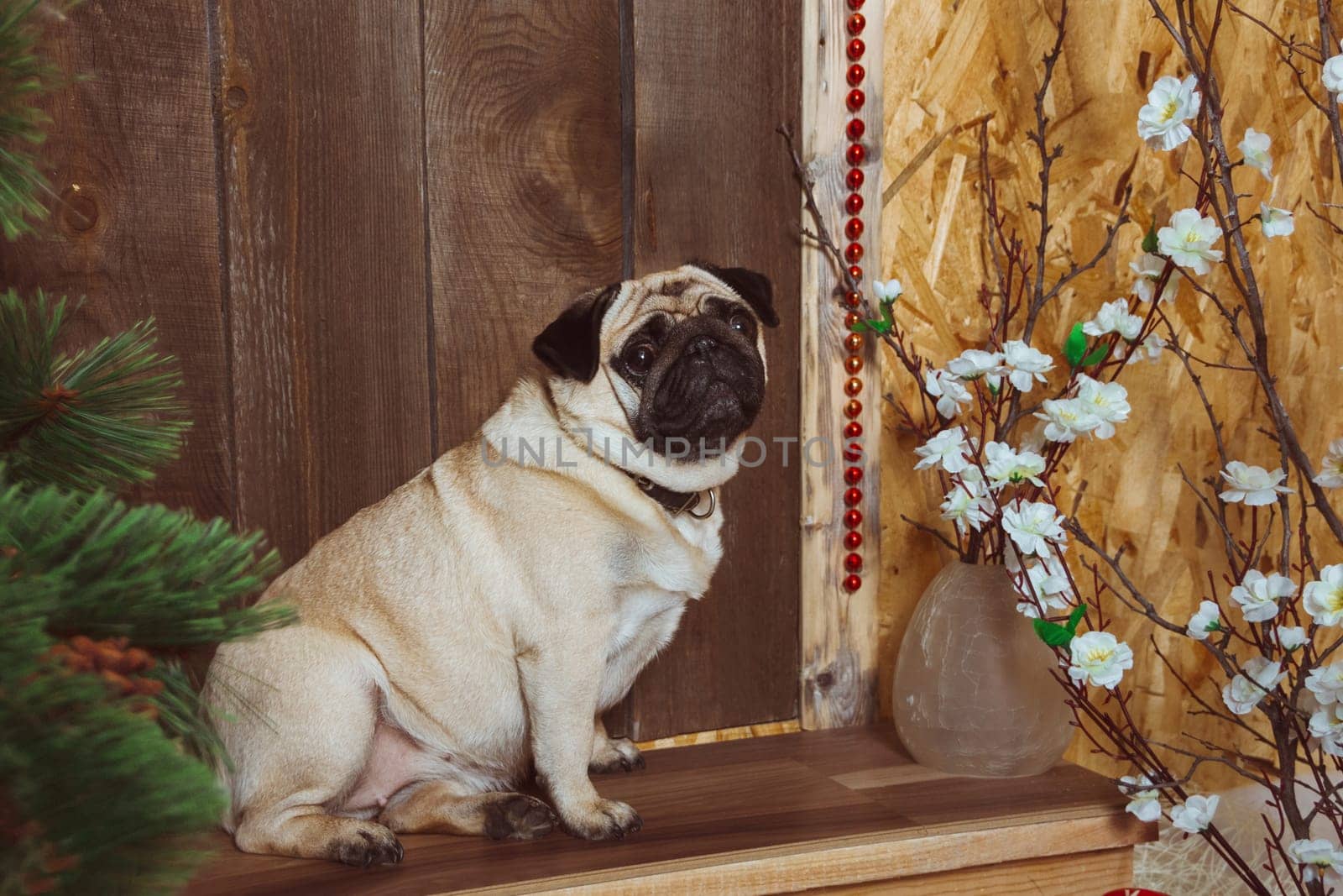 The mops is sitting on the steps near the door of the house. A cute dog is like a pet