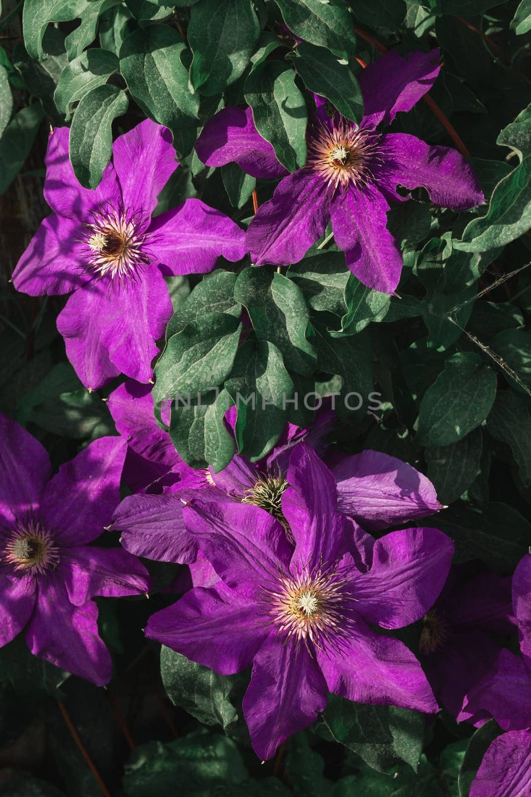 Large purple clematis flowers for the full frame. Growing ornamental climbing plants in the garden by ElenaNEL