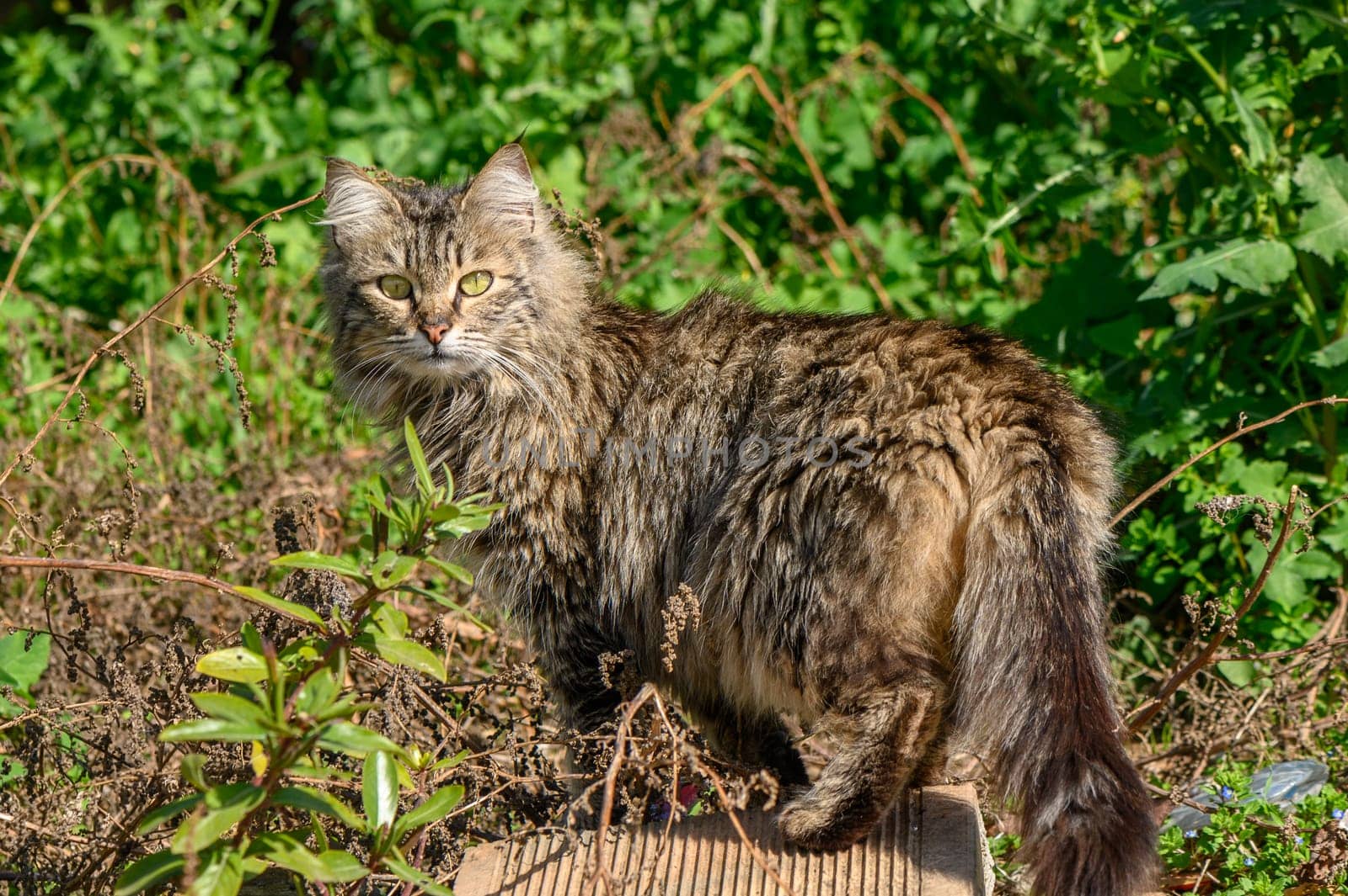 tabby cat in winter in Cyprus
