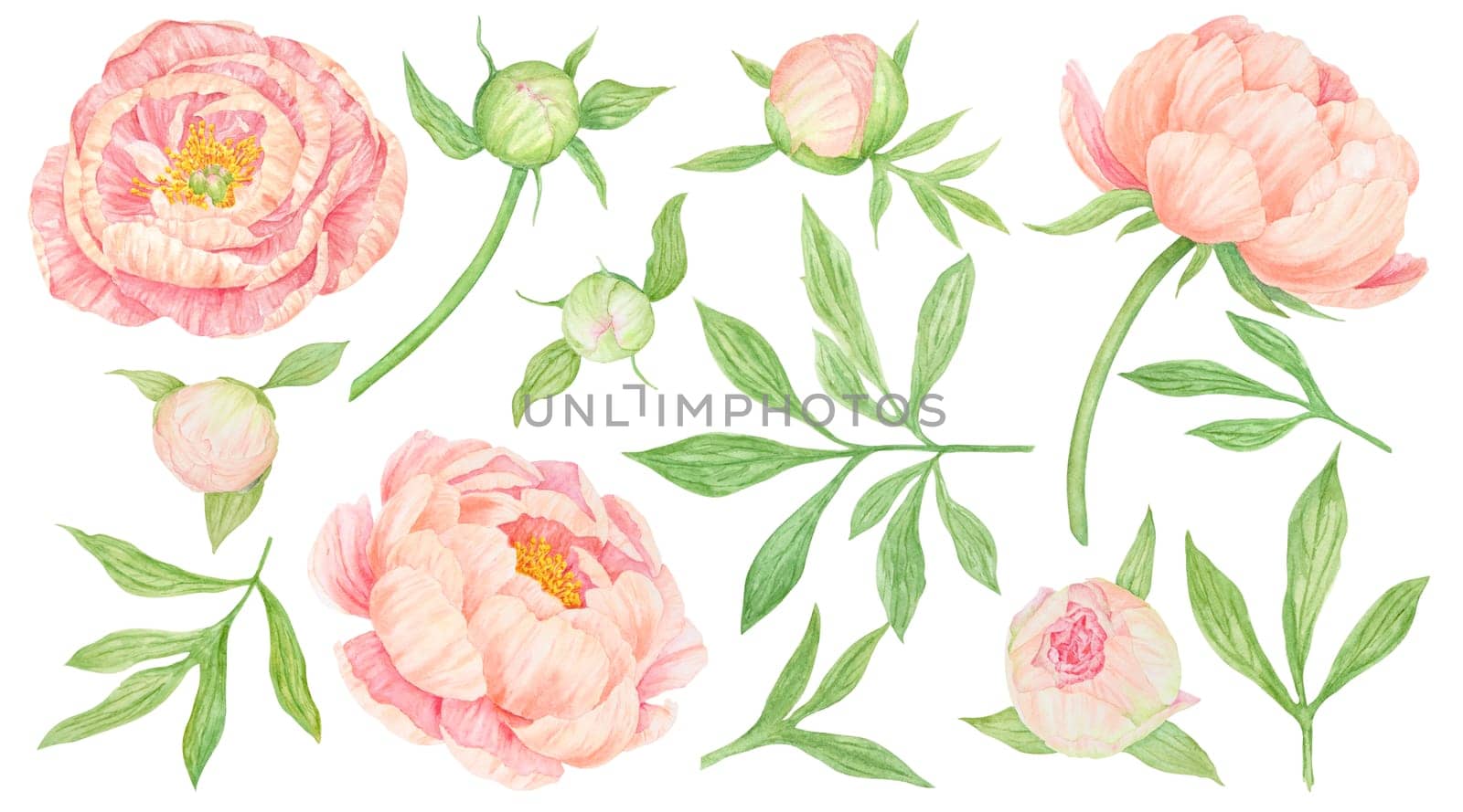 Peach peony watercolor hand drawn painting. Realistic flower clipart, floral arrangement. Chinese national symbol illustration. Perfect for card design, wedding invitation, prints, textile, packing.