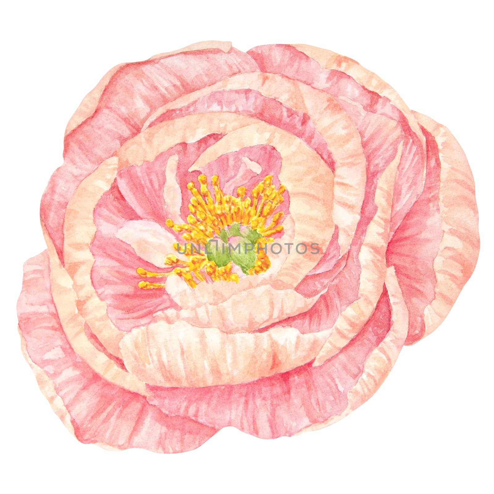 Peach peony watercolor hand drawn painting. Realistic flower clipart, floral arrangement. Chinese national symbol illustration. Perfect for card design, wedding invitation, prints, textile, packing by florainlove_art