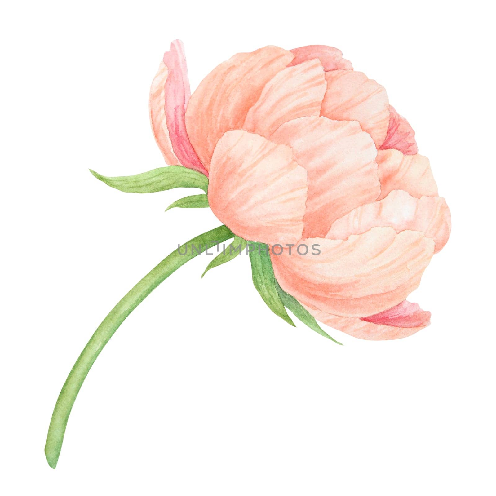 Peach peony watercolor hand drawn painting. Realistic flower clipart, floral arrangement. Chinese national symbol illustration. Perfect for card design, wedding invitation, prints, textile, packing.